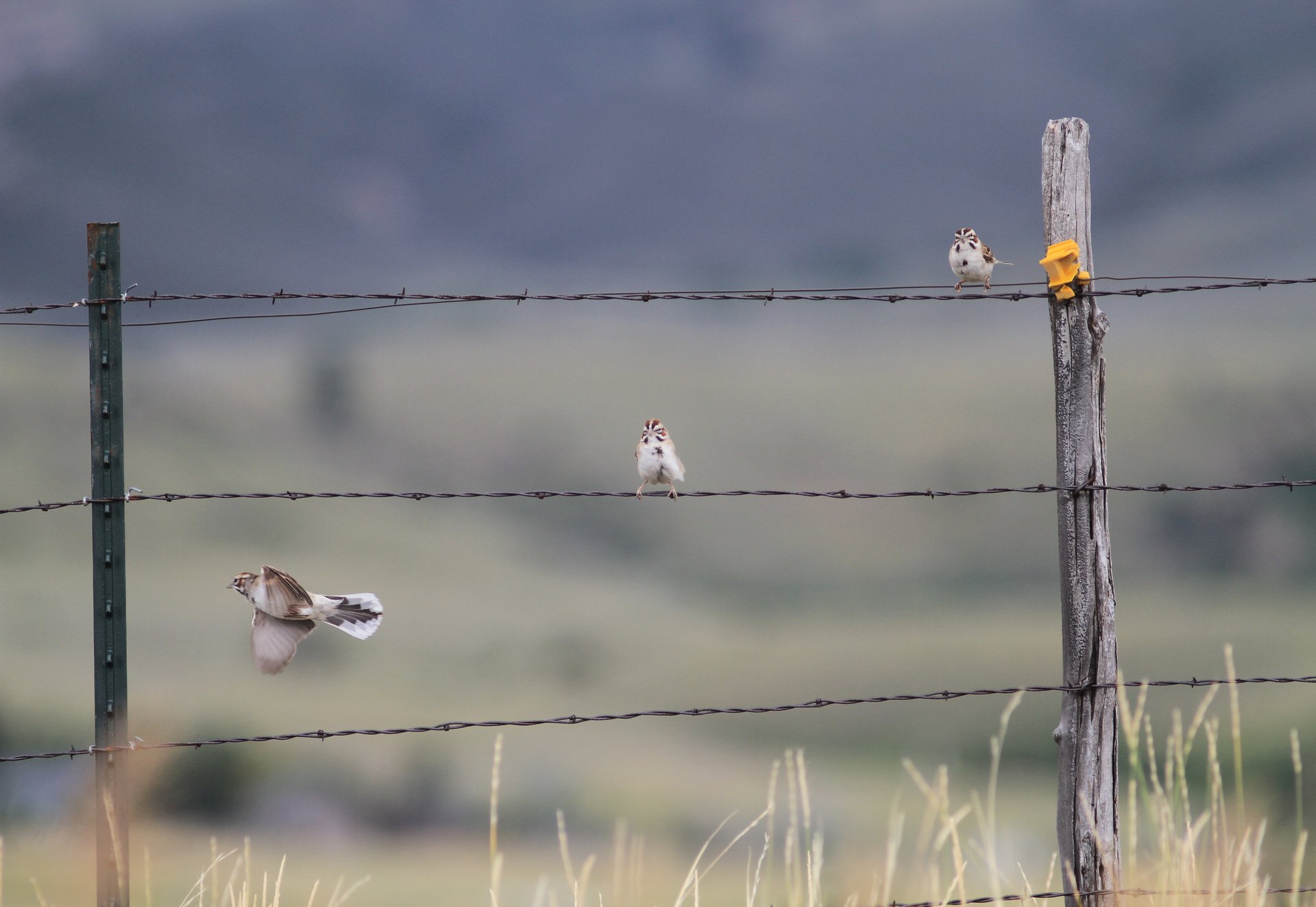 Lark Sparrows