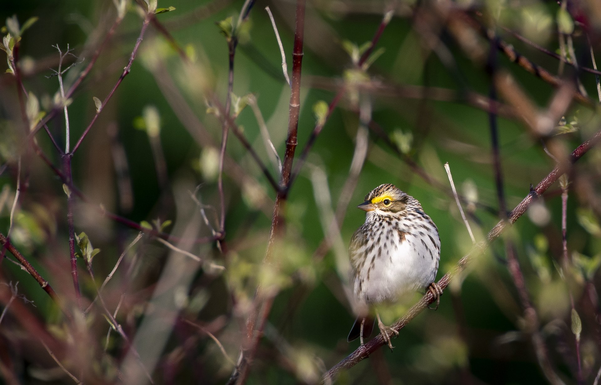 Savannah Sparrow