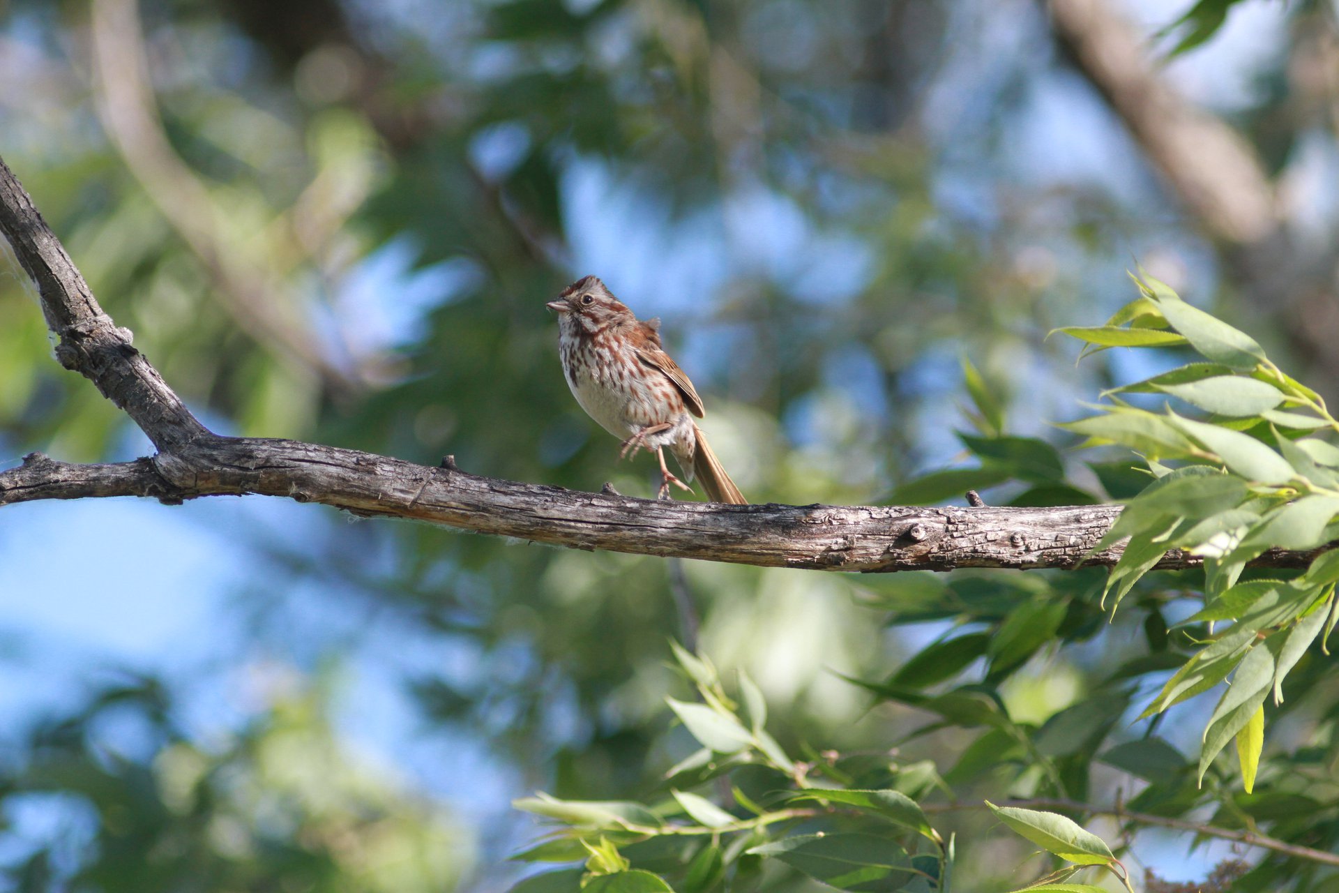 Song Sparrow
