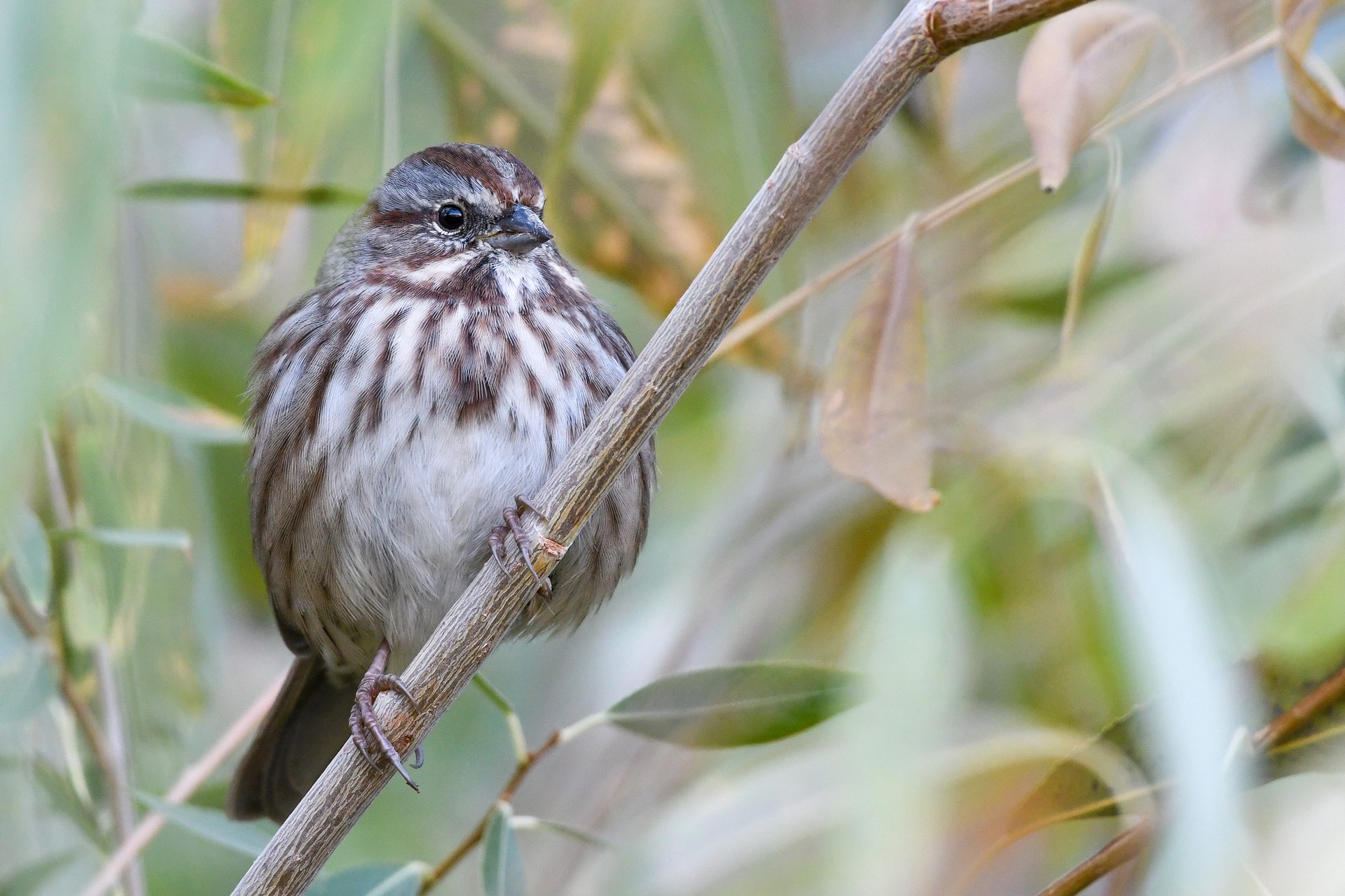 Song Sparrow