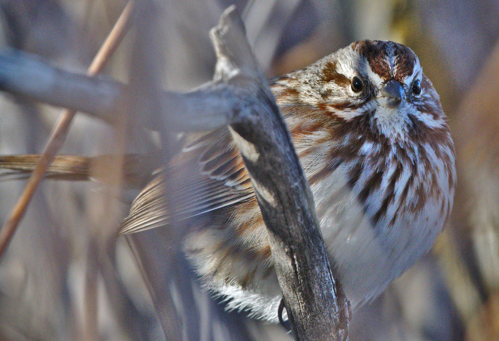 Song Sparrow