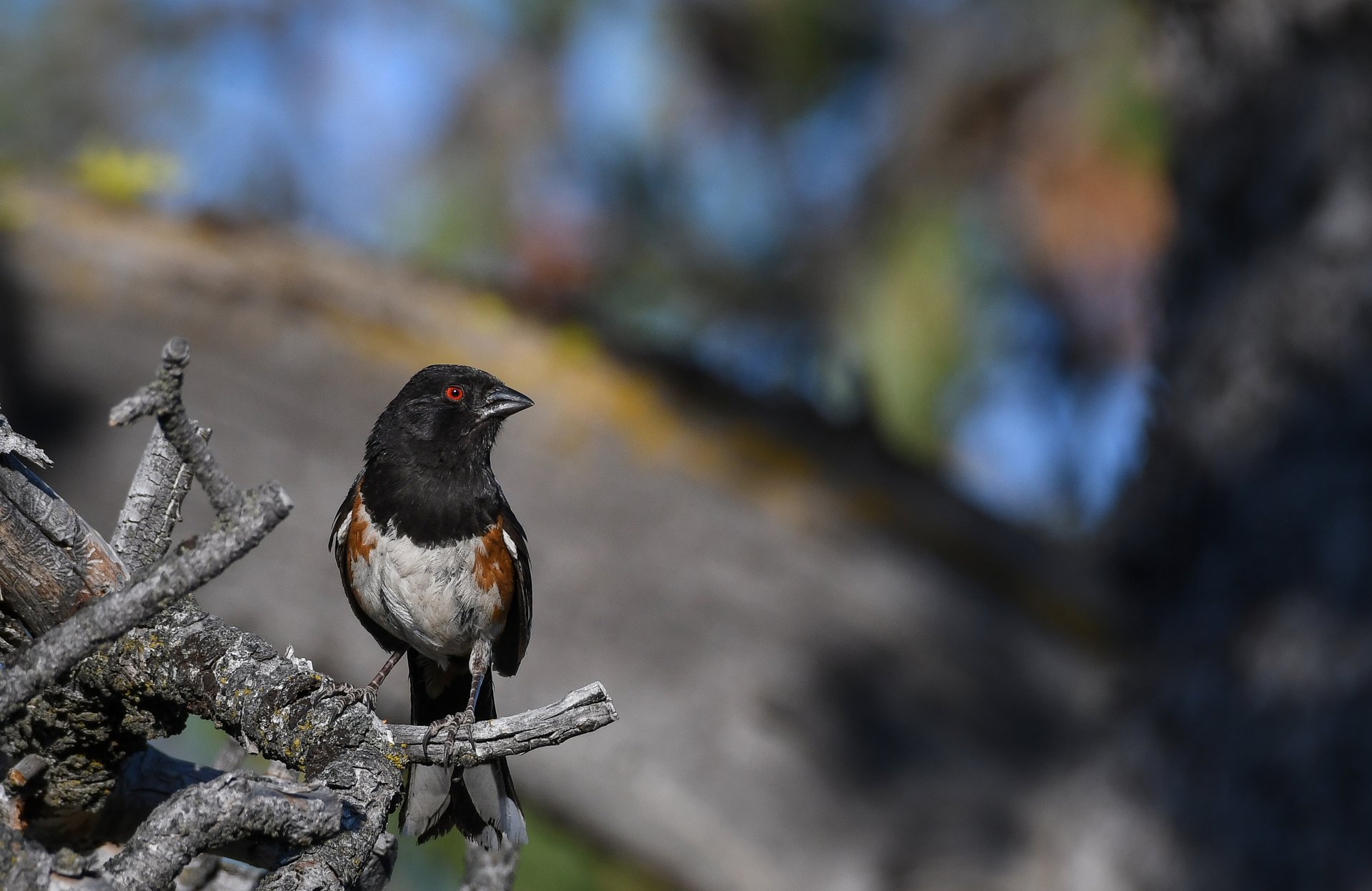 Spotted Towhee