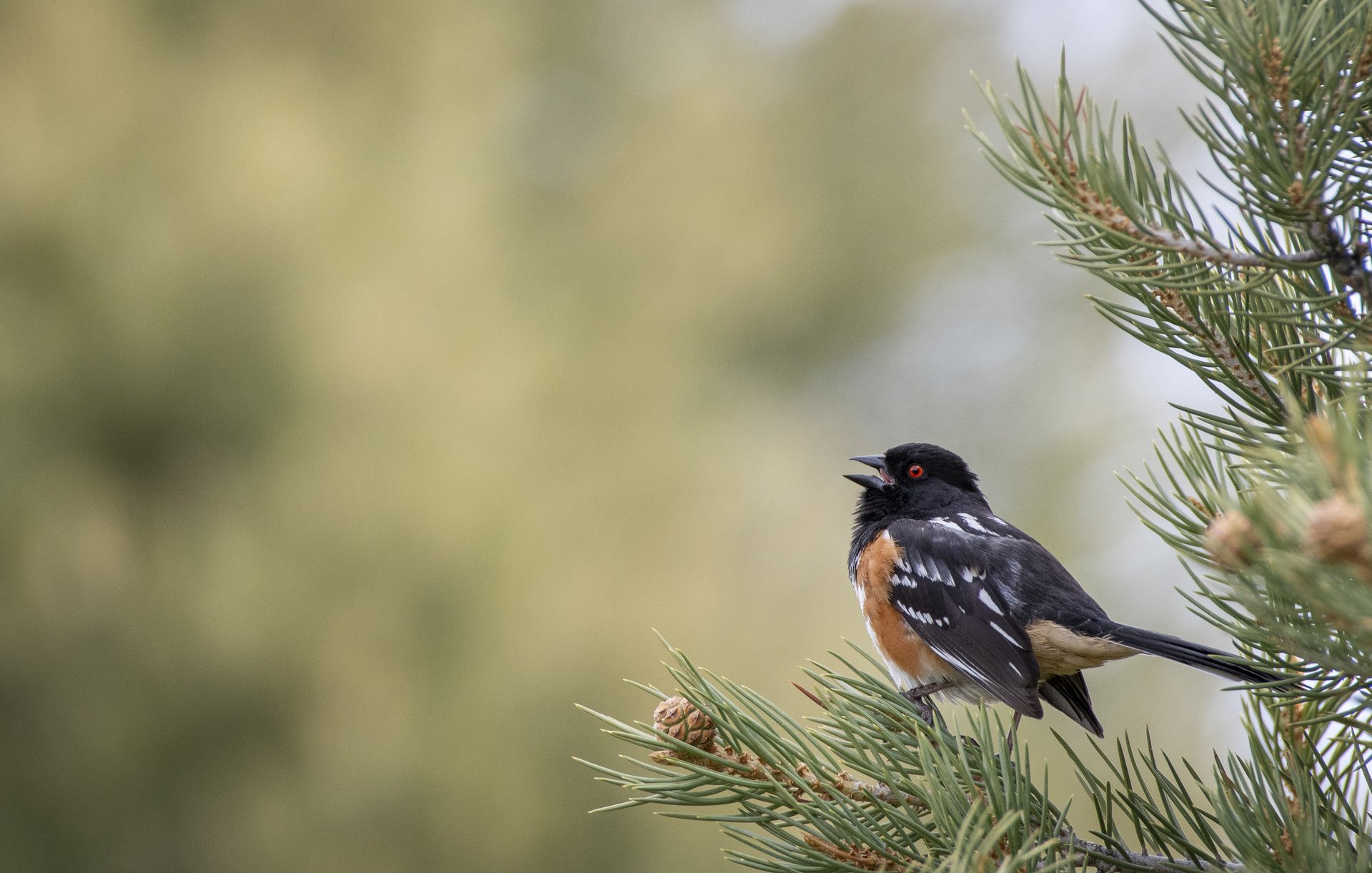 Spotted Towhee