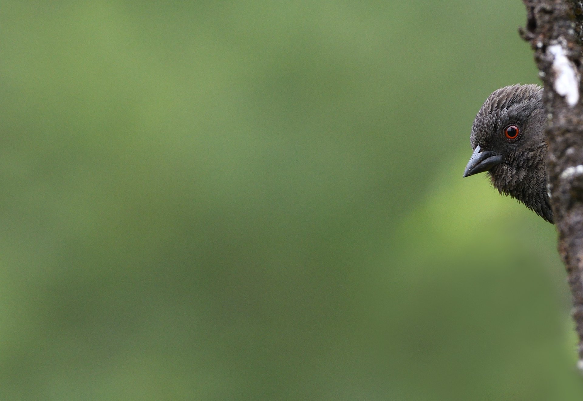 Spotted Towhee
