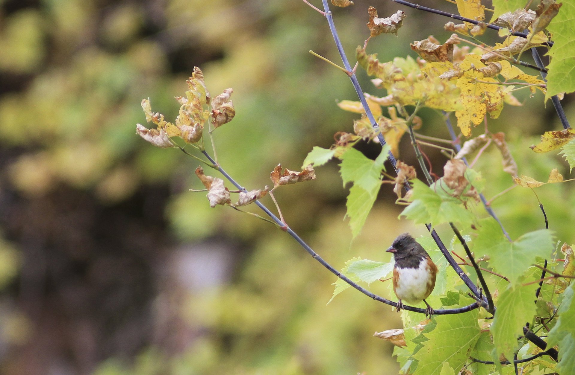 Spotted Towhee