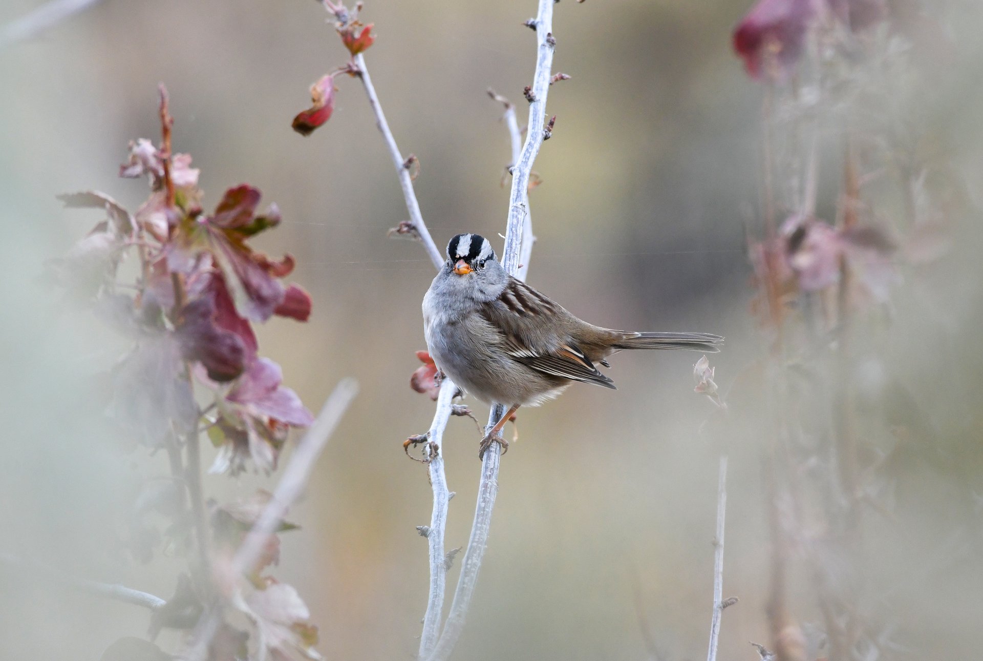 White-crowned Sparrow