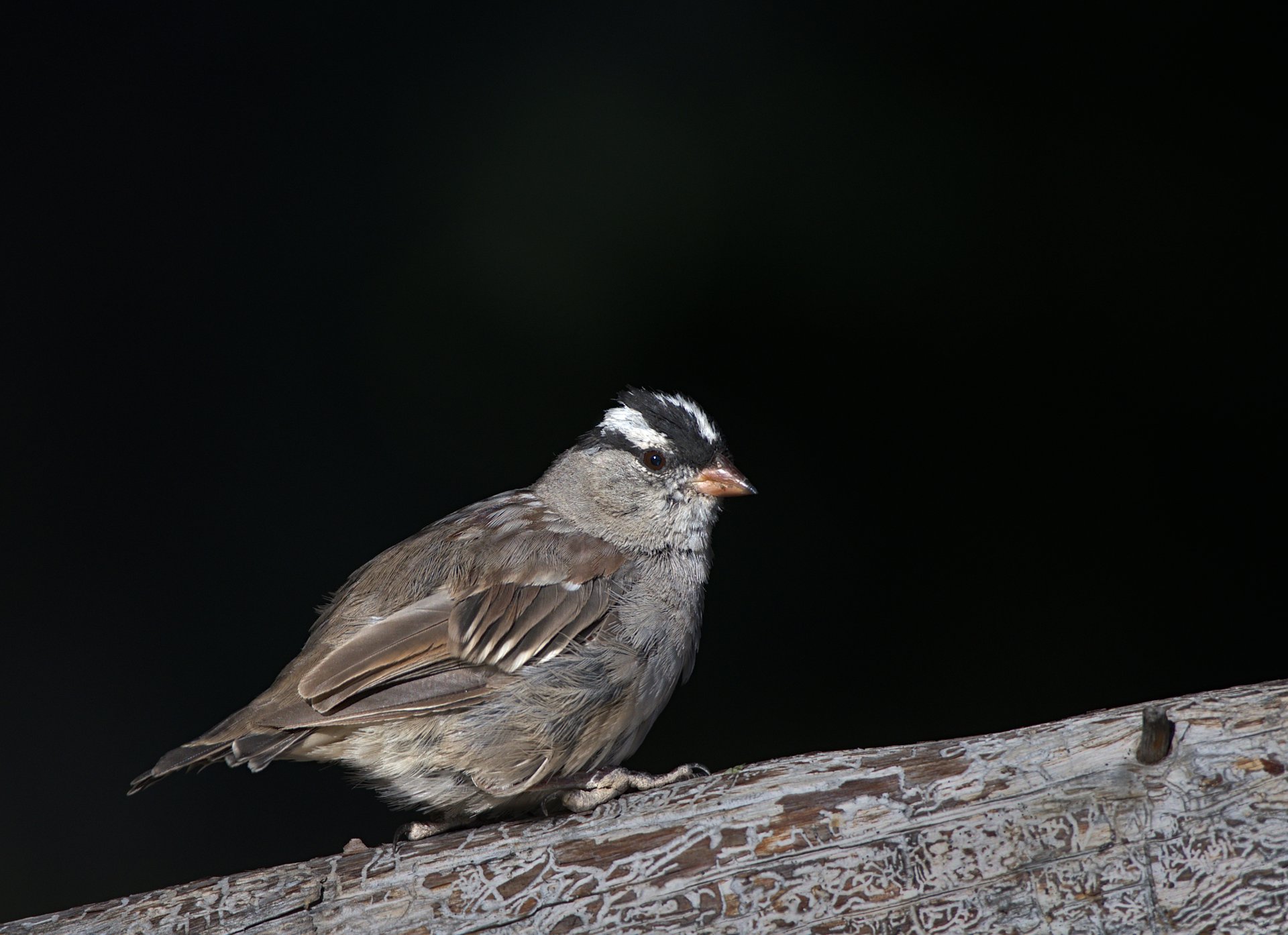 White-crowned Sparrow
