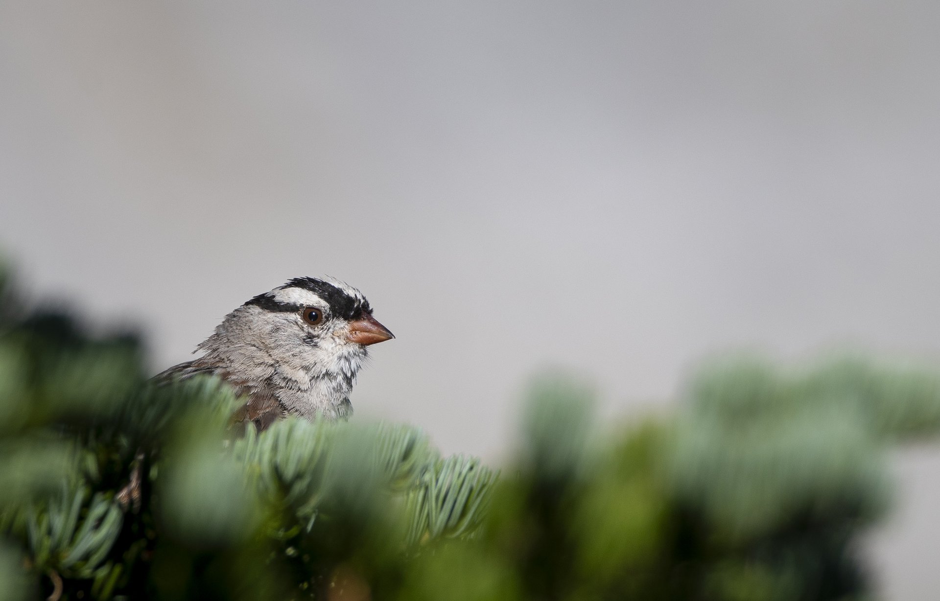 White-crowned Sparrow