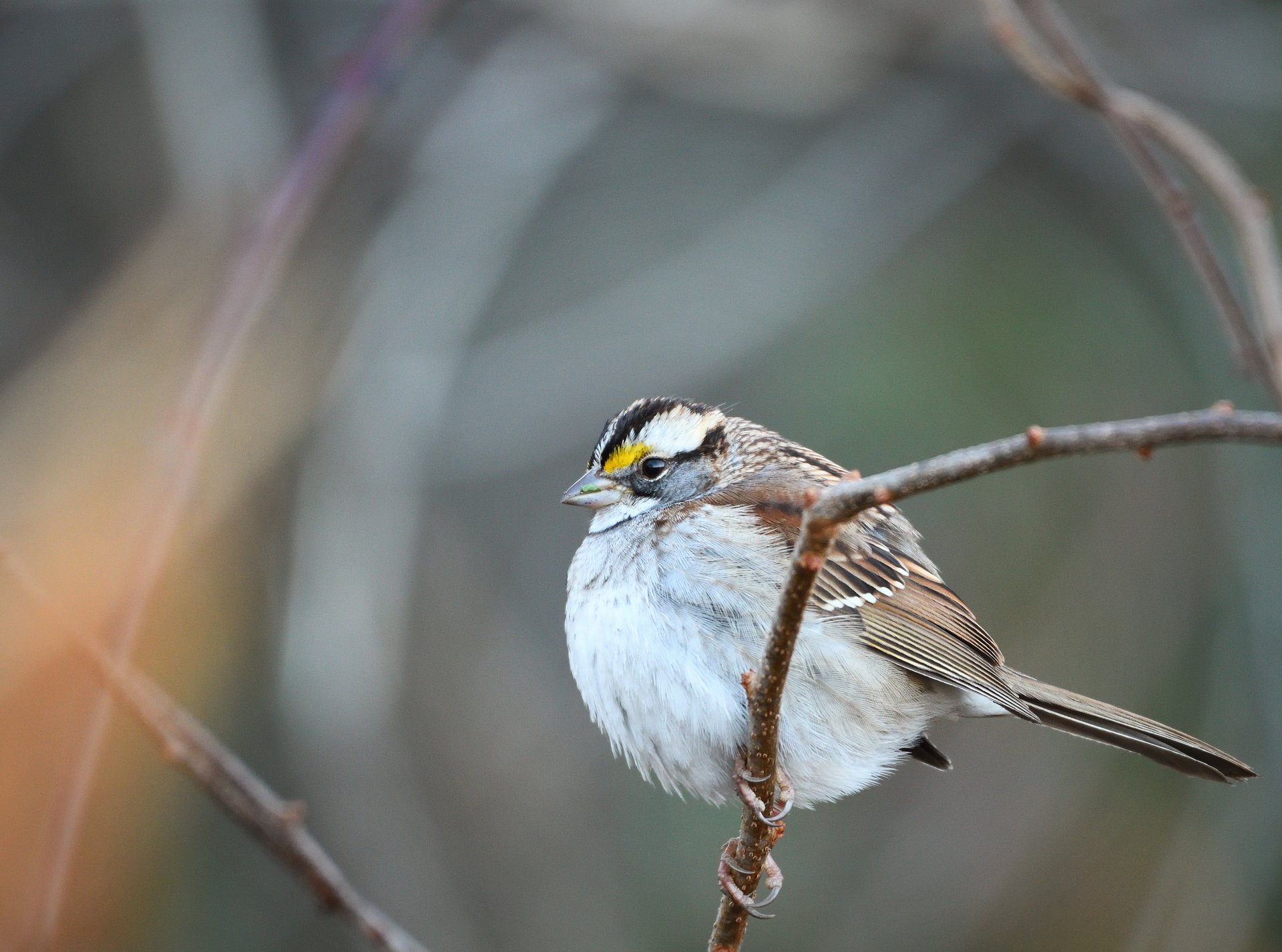 White-throated Sparrow