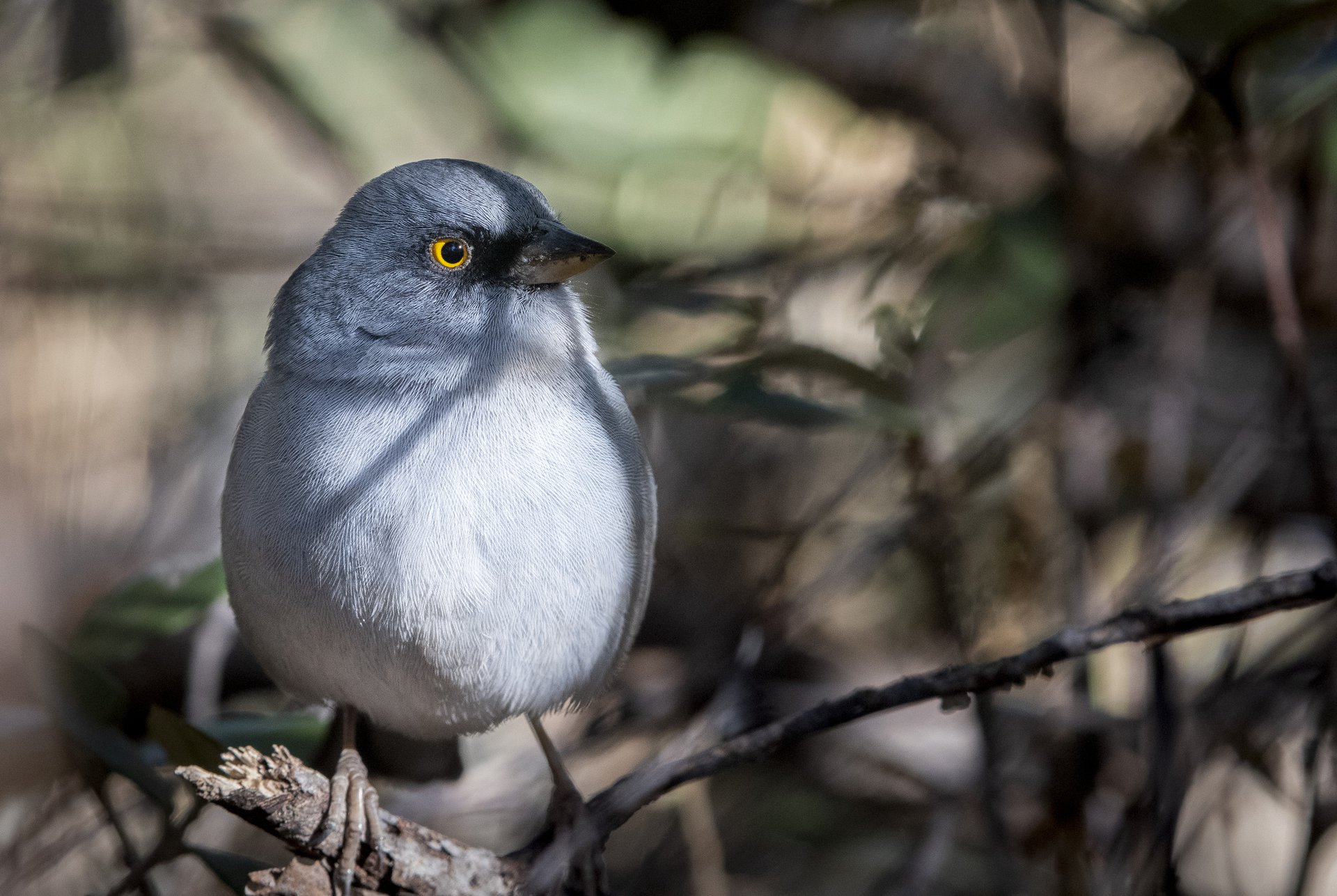 Yellow-eyed Junco