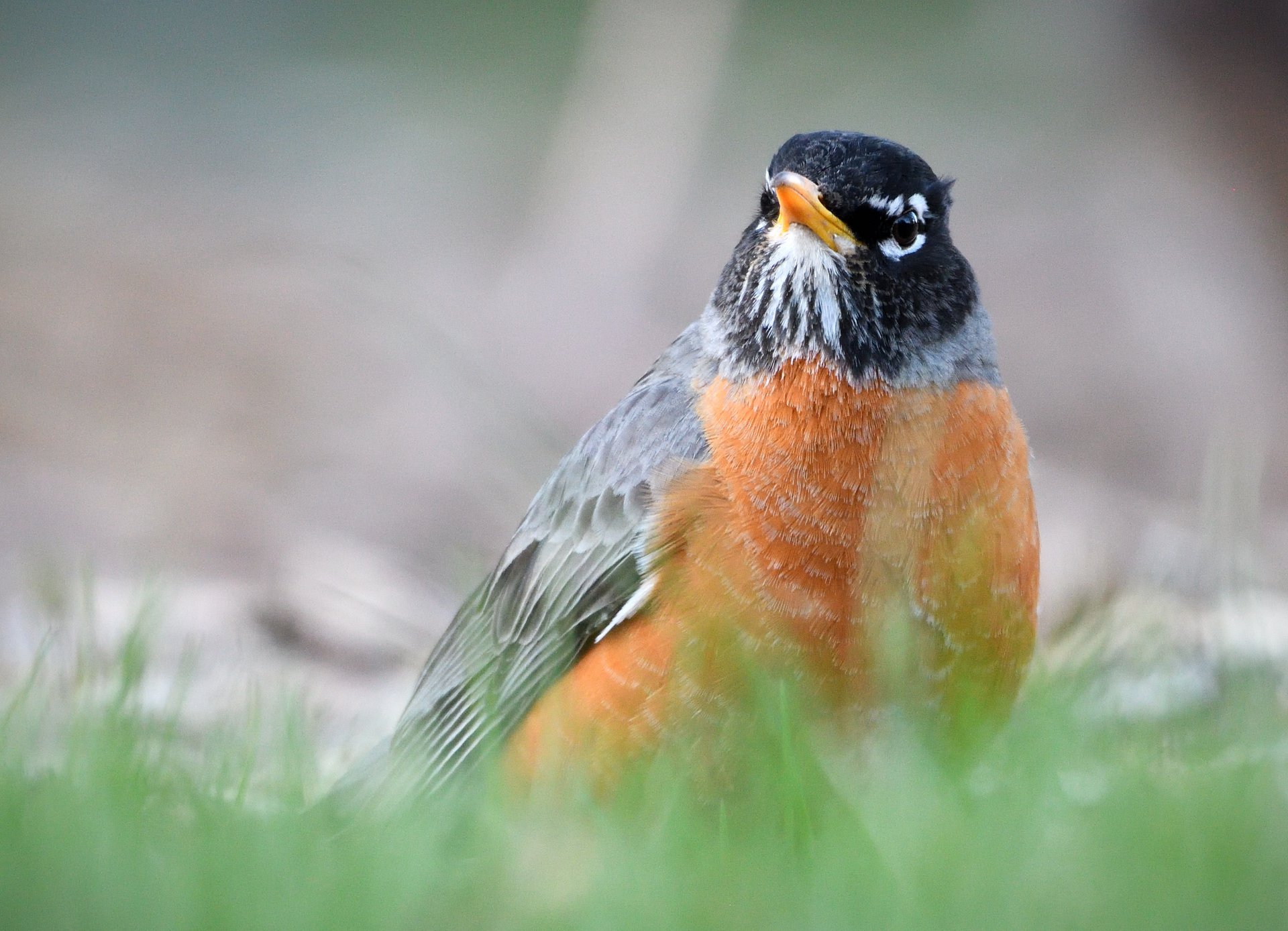 American Robin