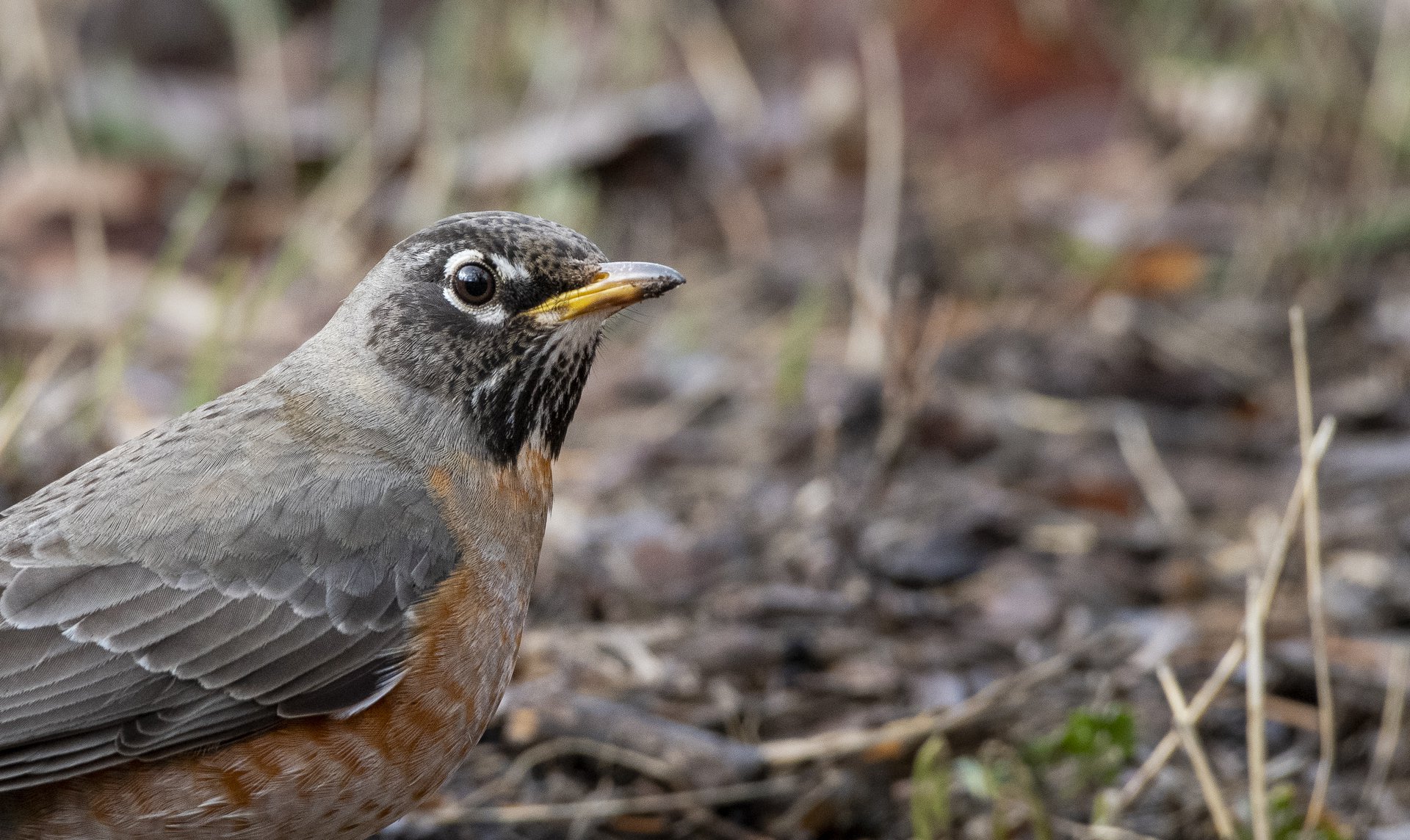 American Robin