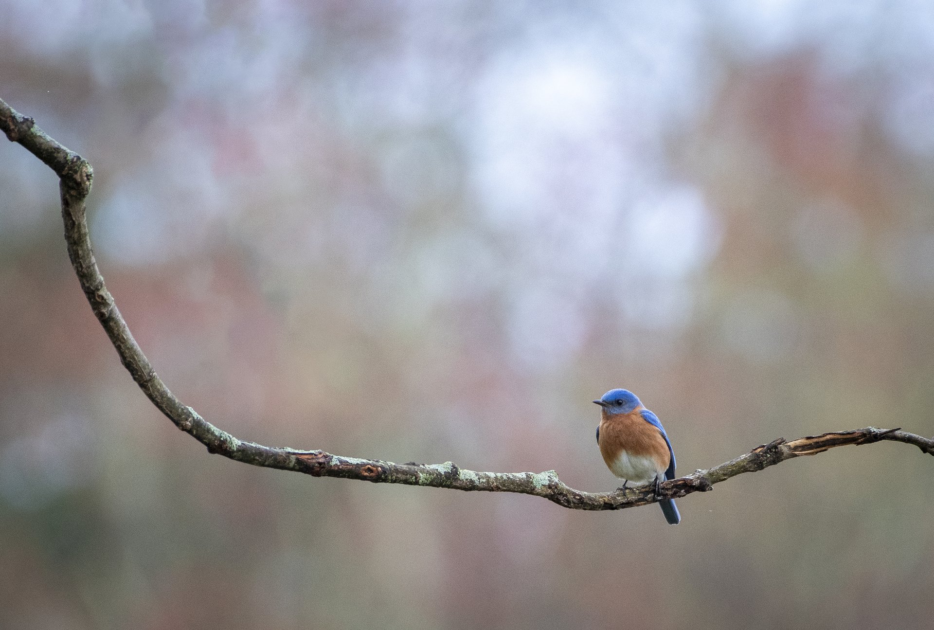 A male eastern bluebird rests on a sugar maple branch May 1, 2024, in northern Connecticut