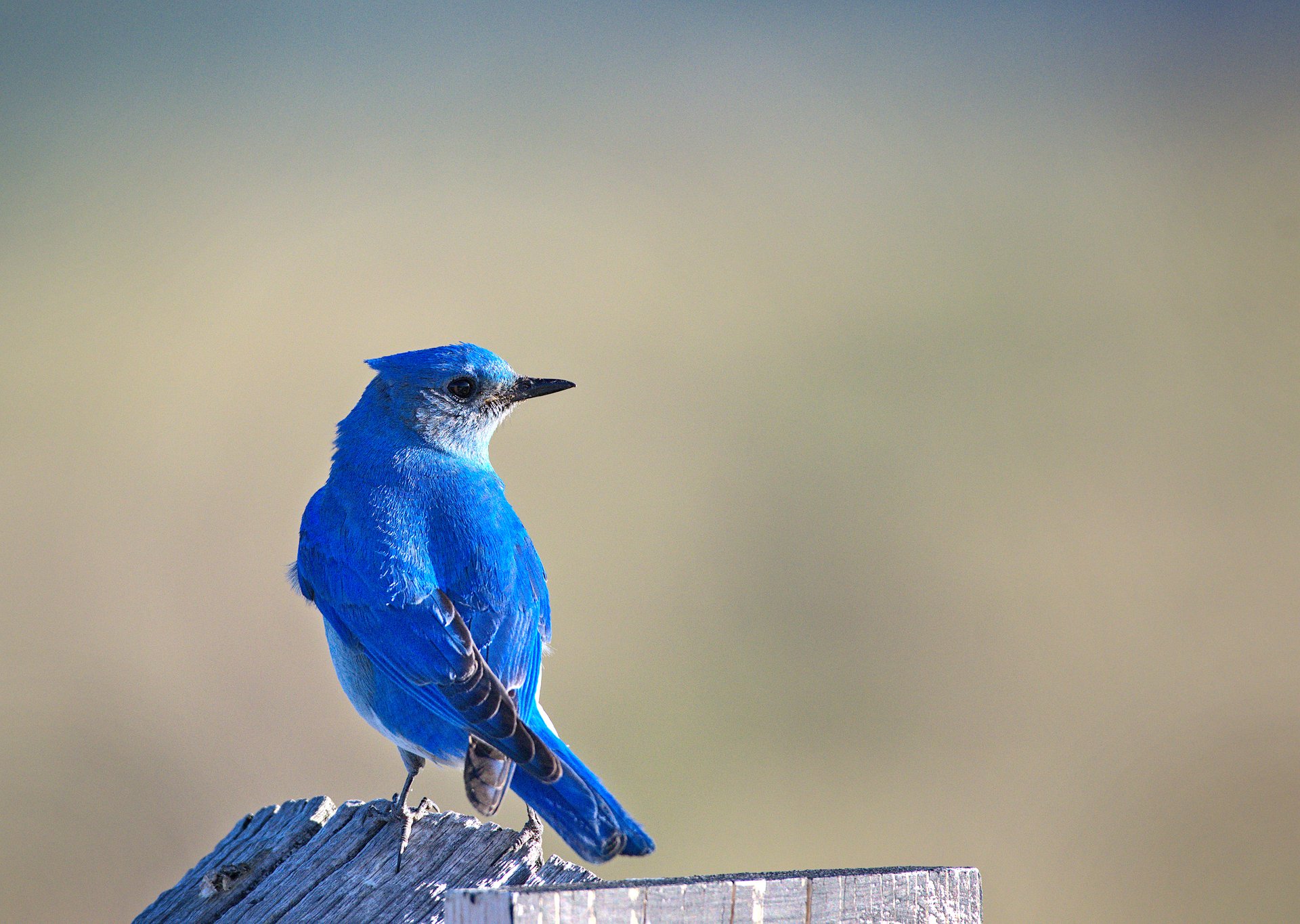 Mountain Bluebird