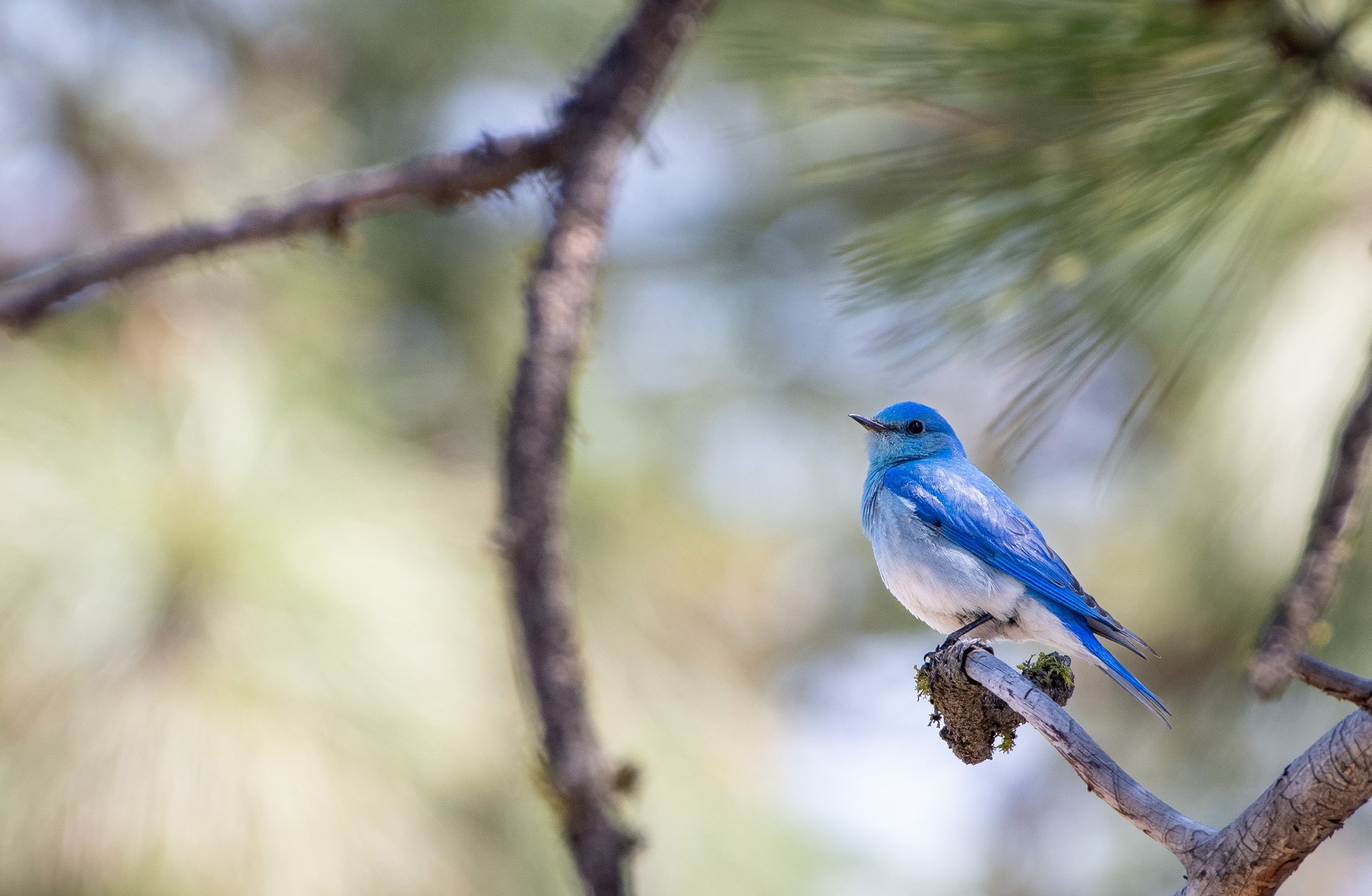 Mountain Bluebird
