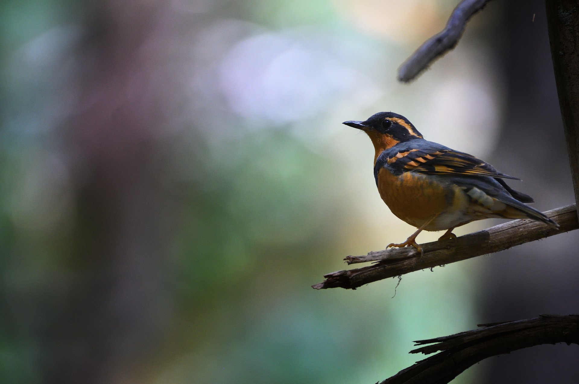Varied Thrush