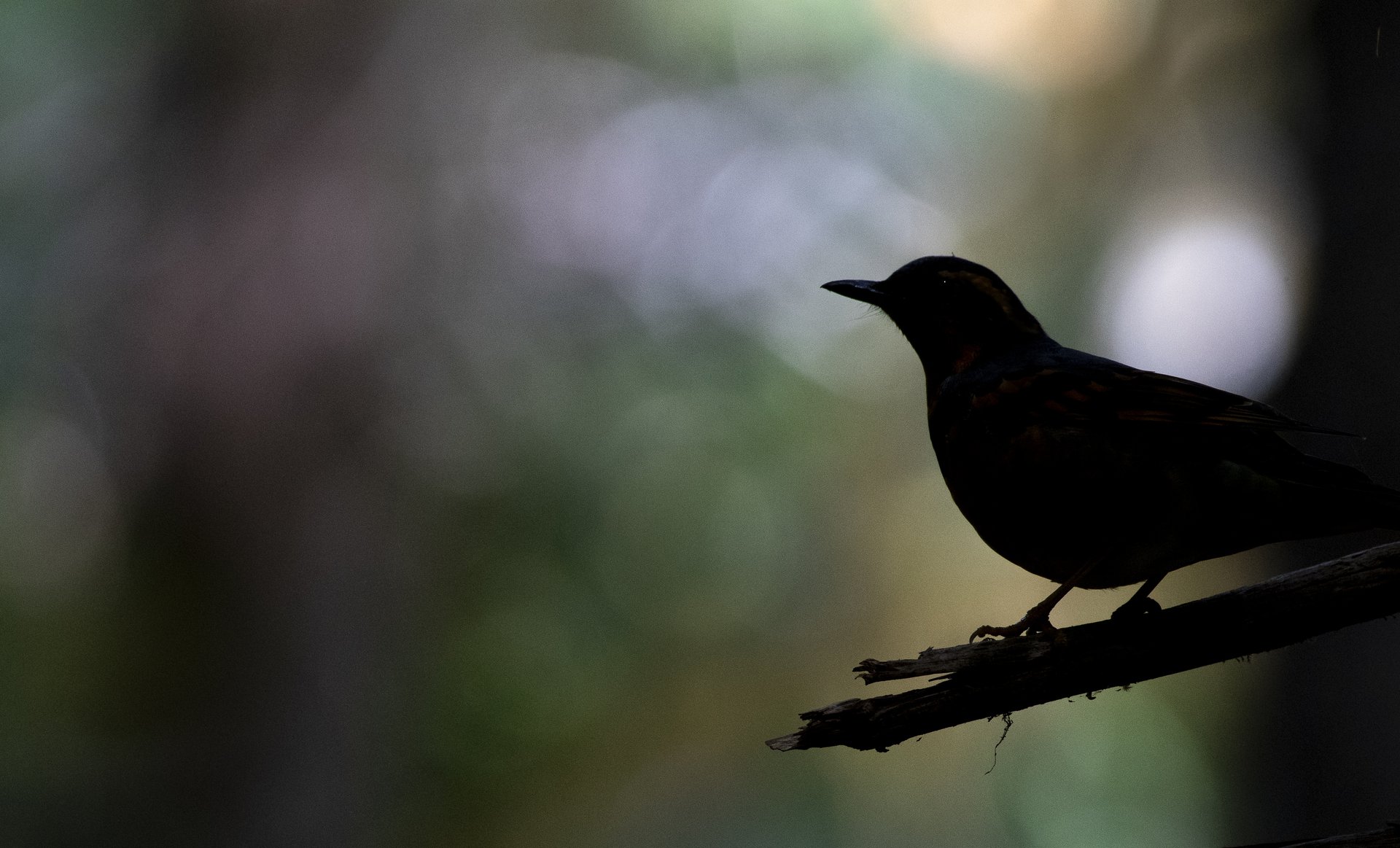 Varied Thrush