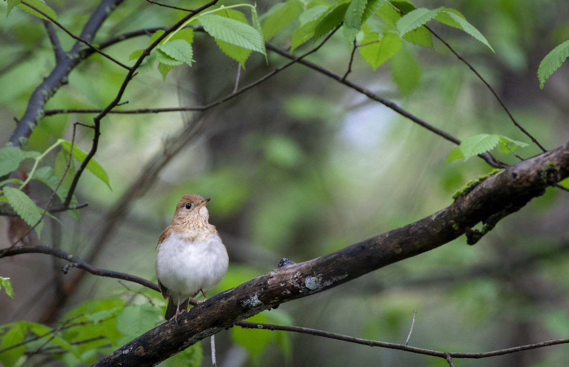Veery