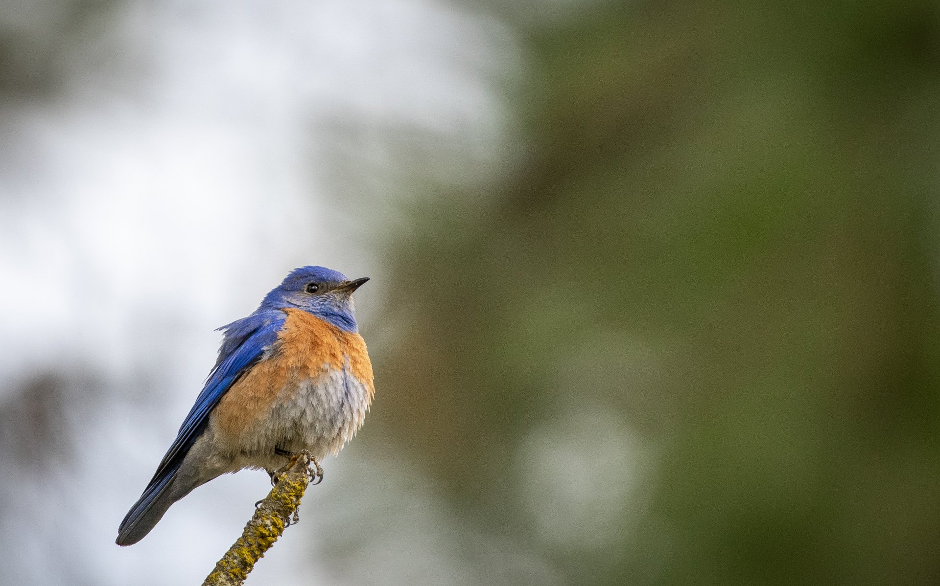 Western Bluebird