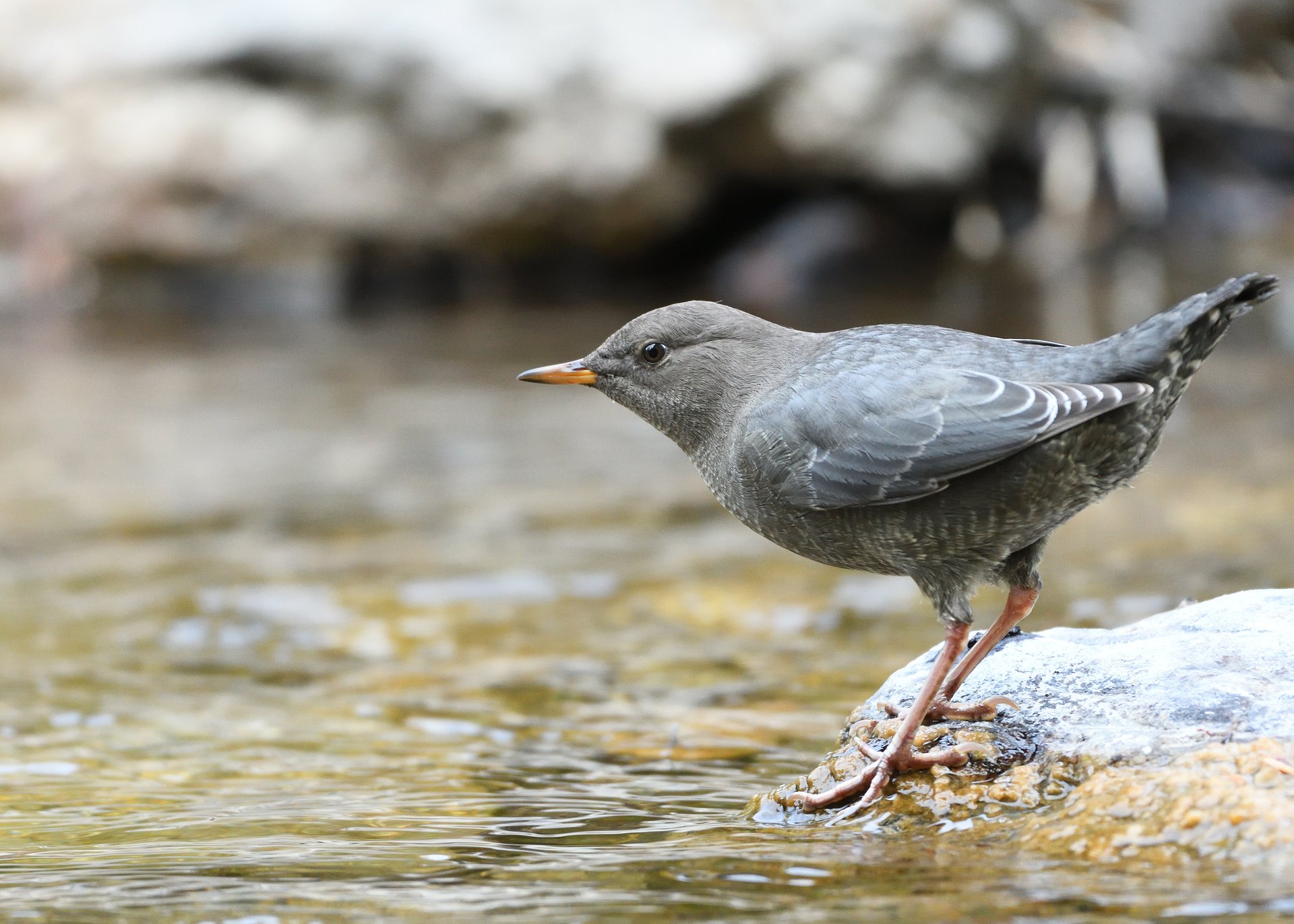 American Dipper