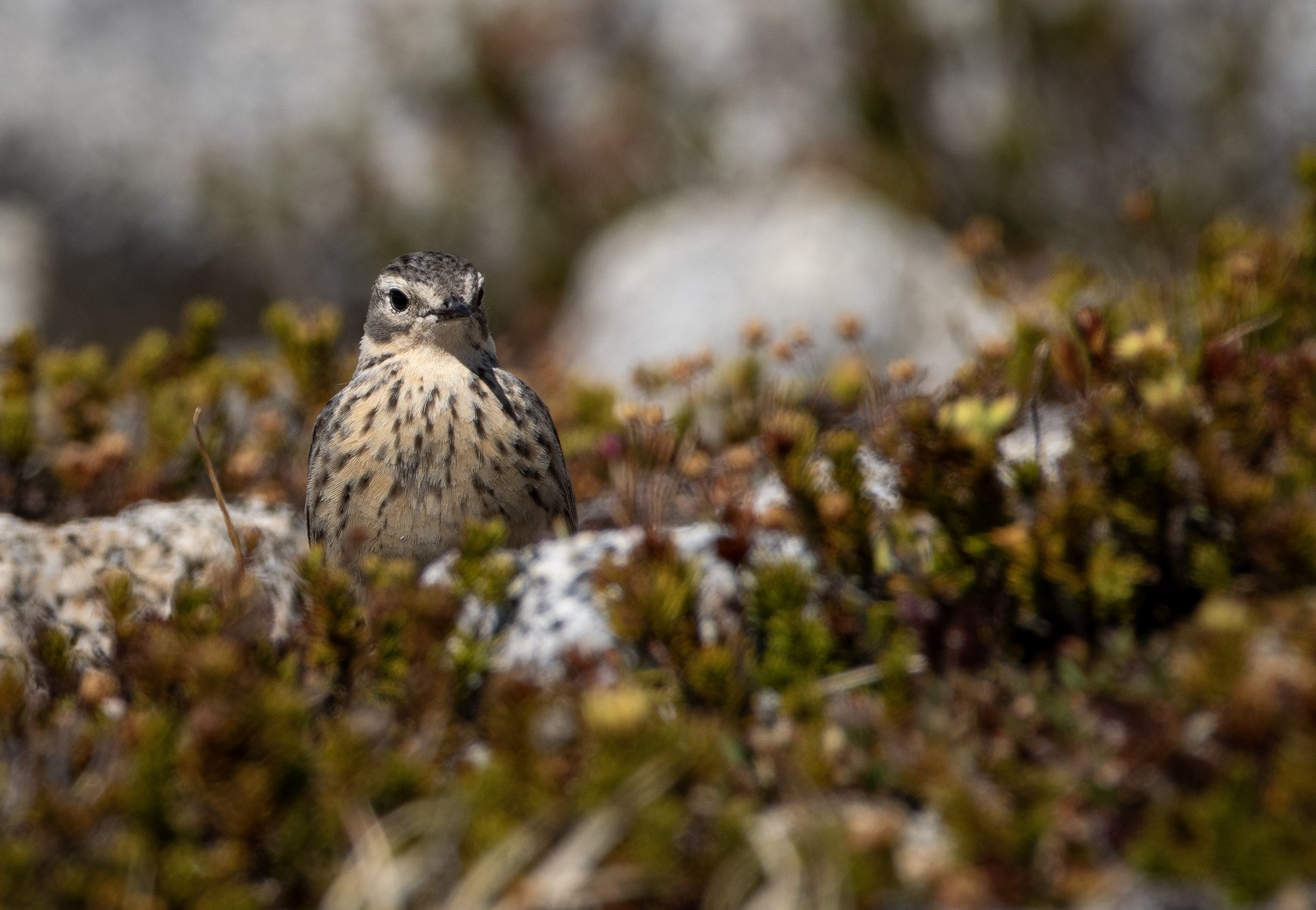 American Pipit