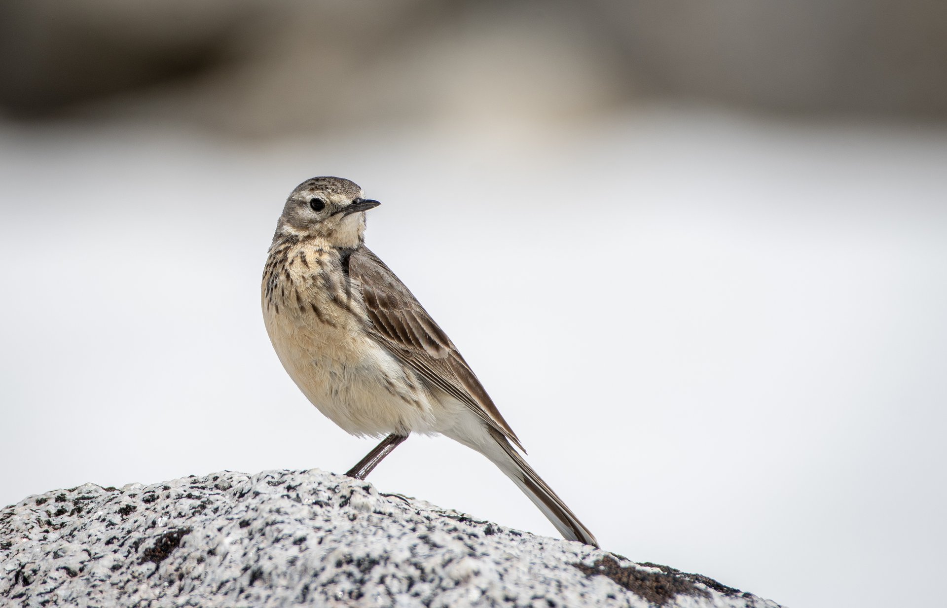 American Pipit