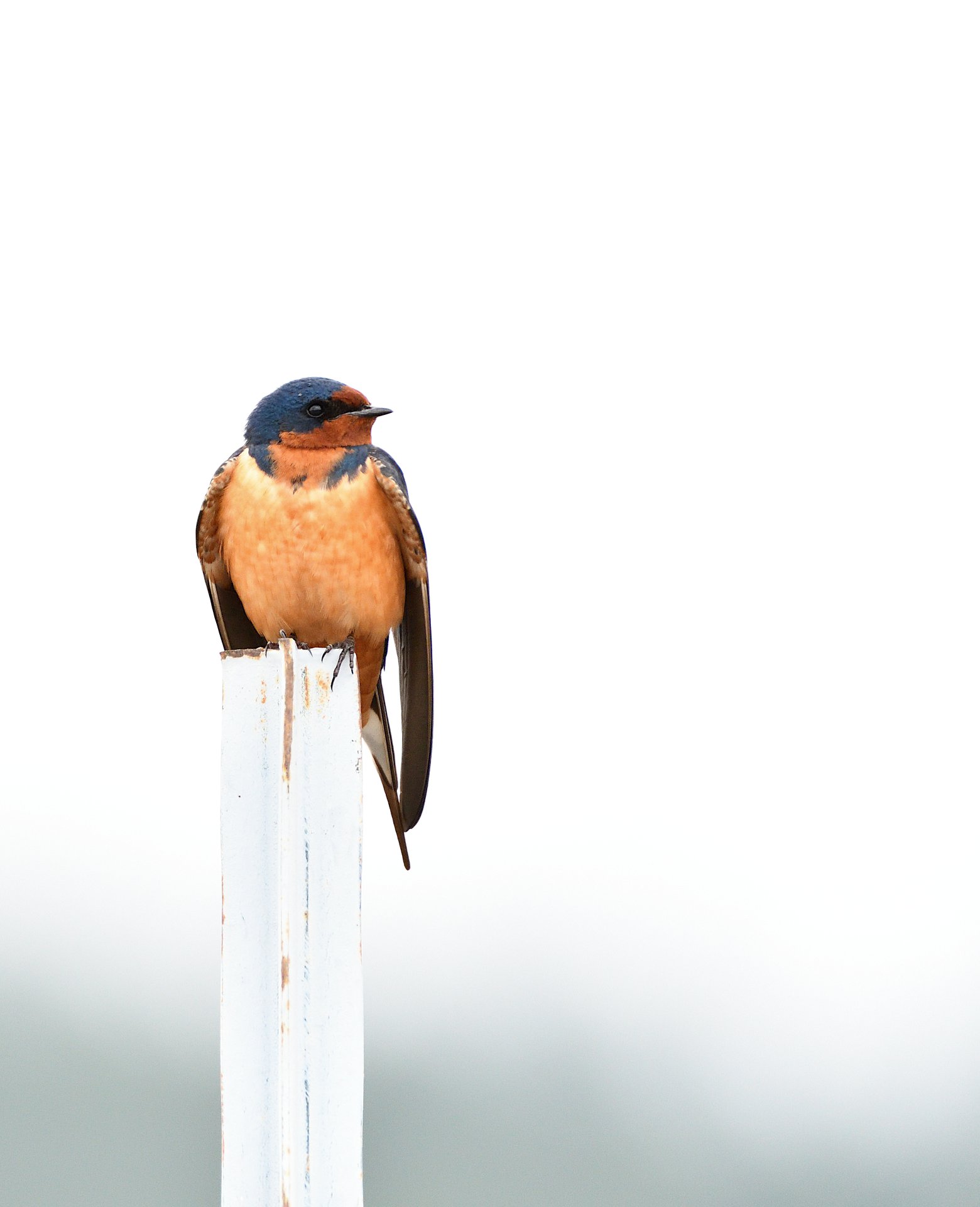 Barn Swallow