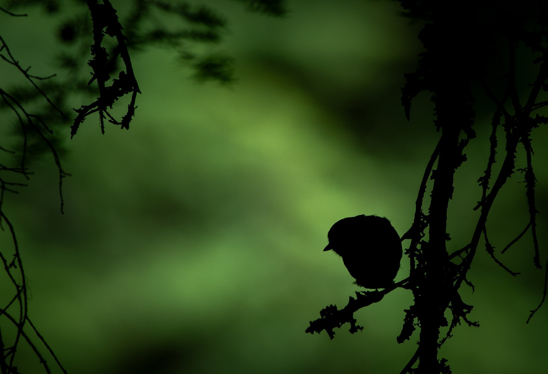 Black-capped Chickadee