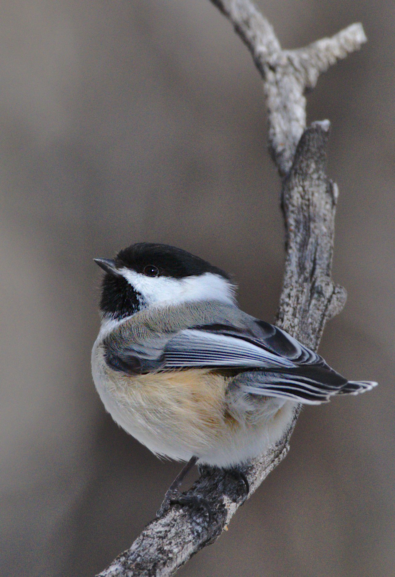 Black-capped Chickadee