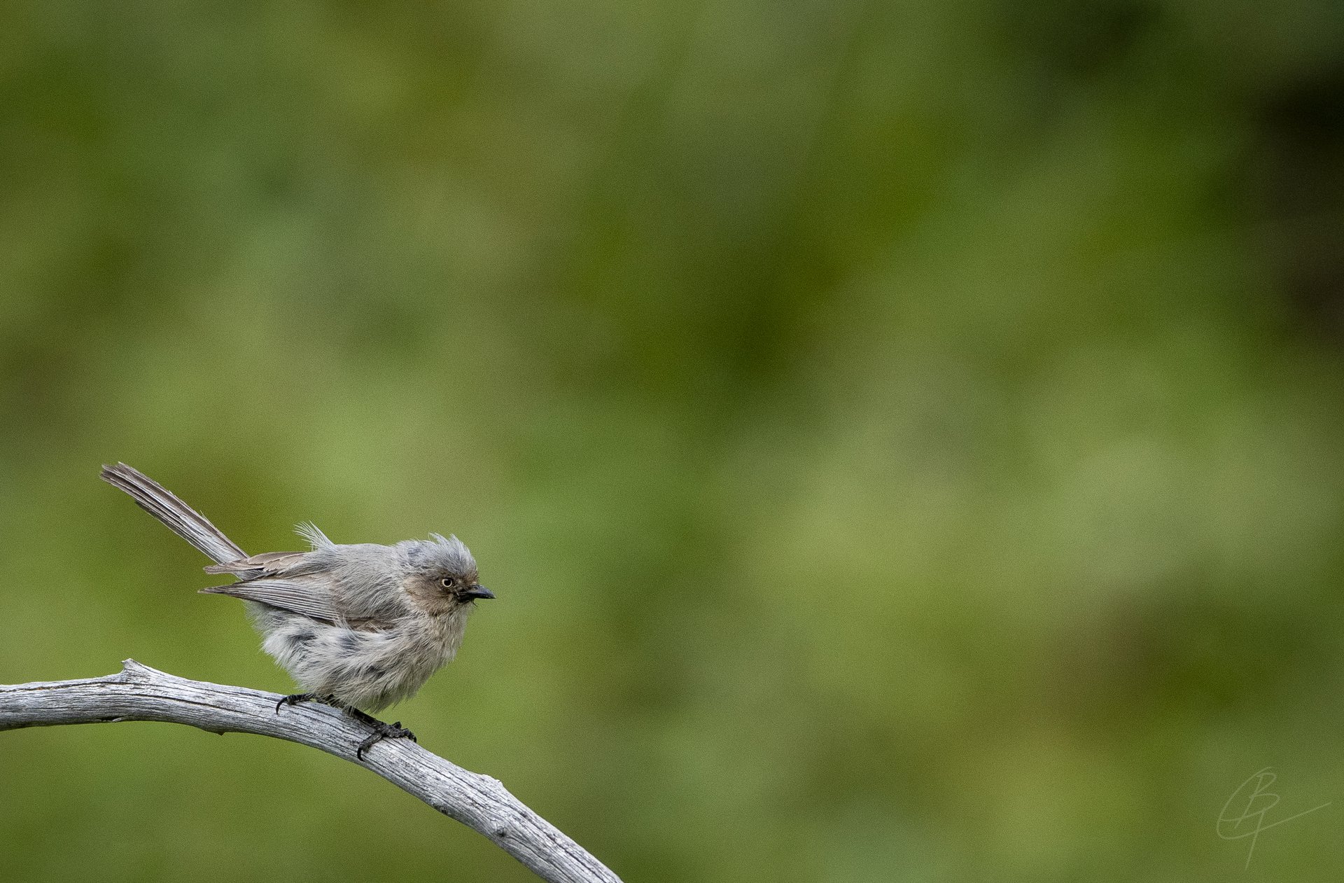 A bushtit briefly rests on a snag July 25, 2020, in the South Hills of the Sawtooth National Forest in southern Idaho