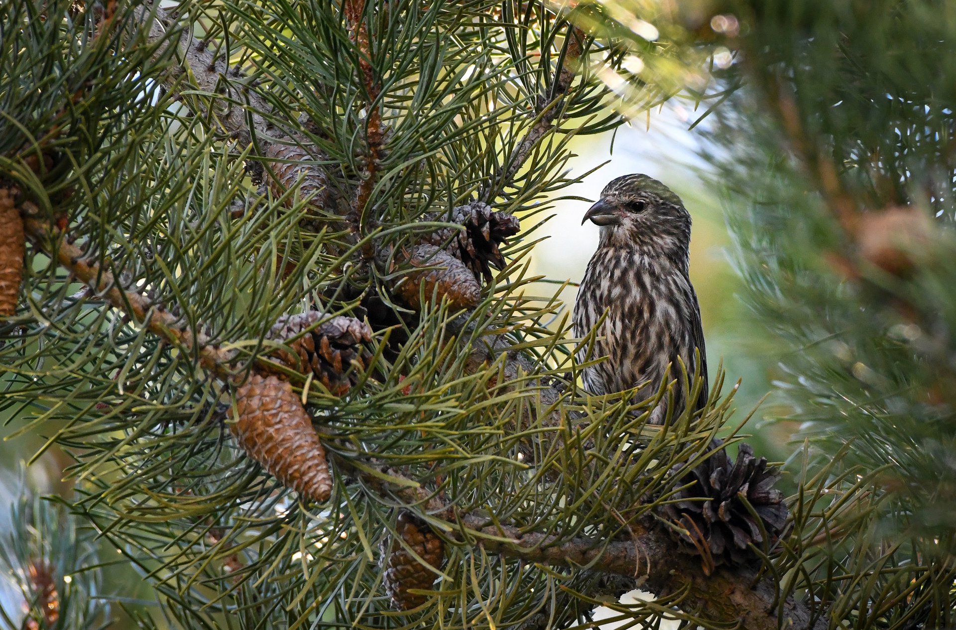 Cassia Crossbill