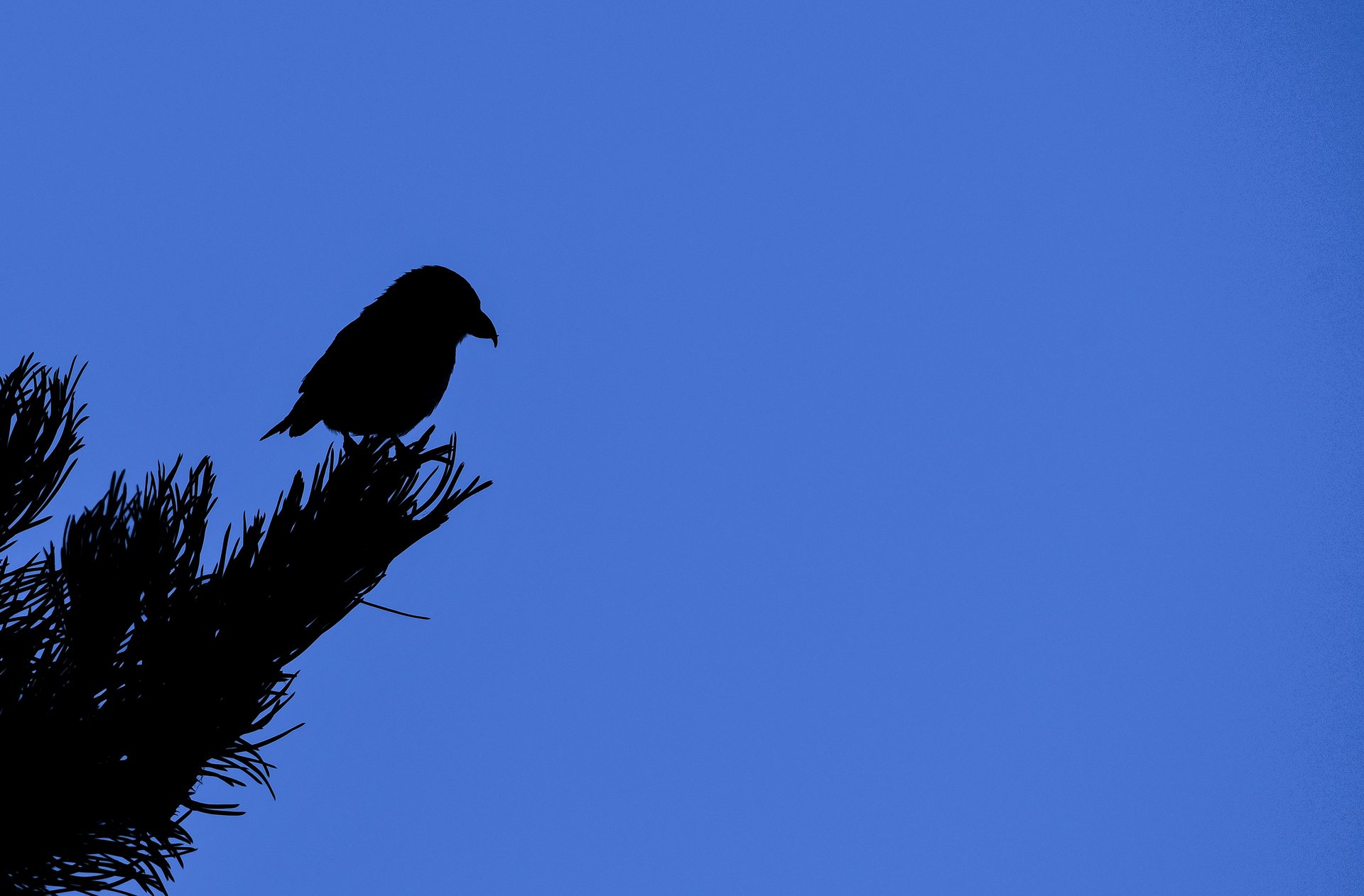 Cassia Crossbill