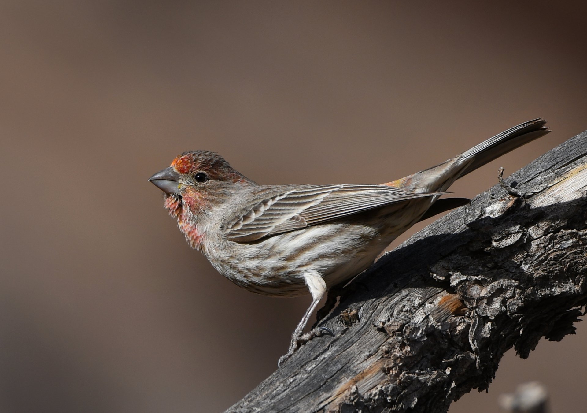 House Finch