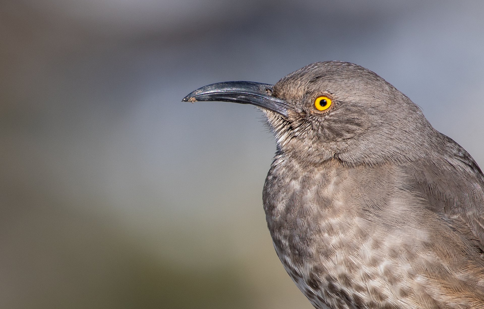 Curve-billed Thrasher