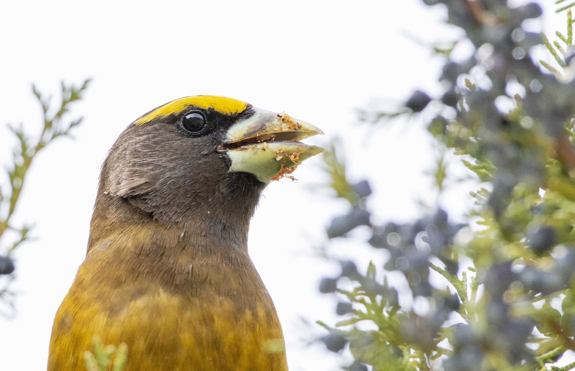 Evening Grosbeak