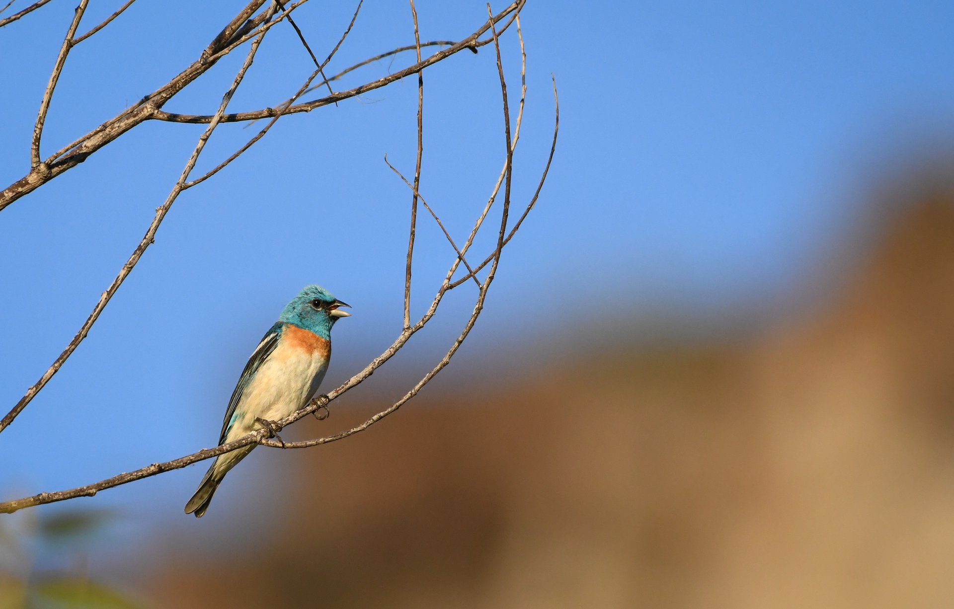 Lazuli Bunting