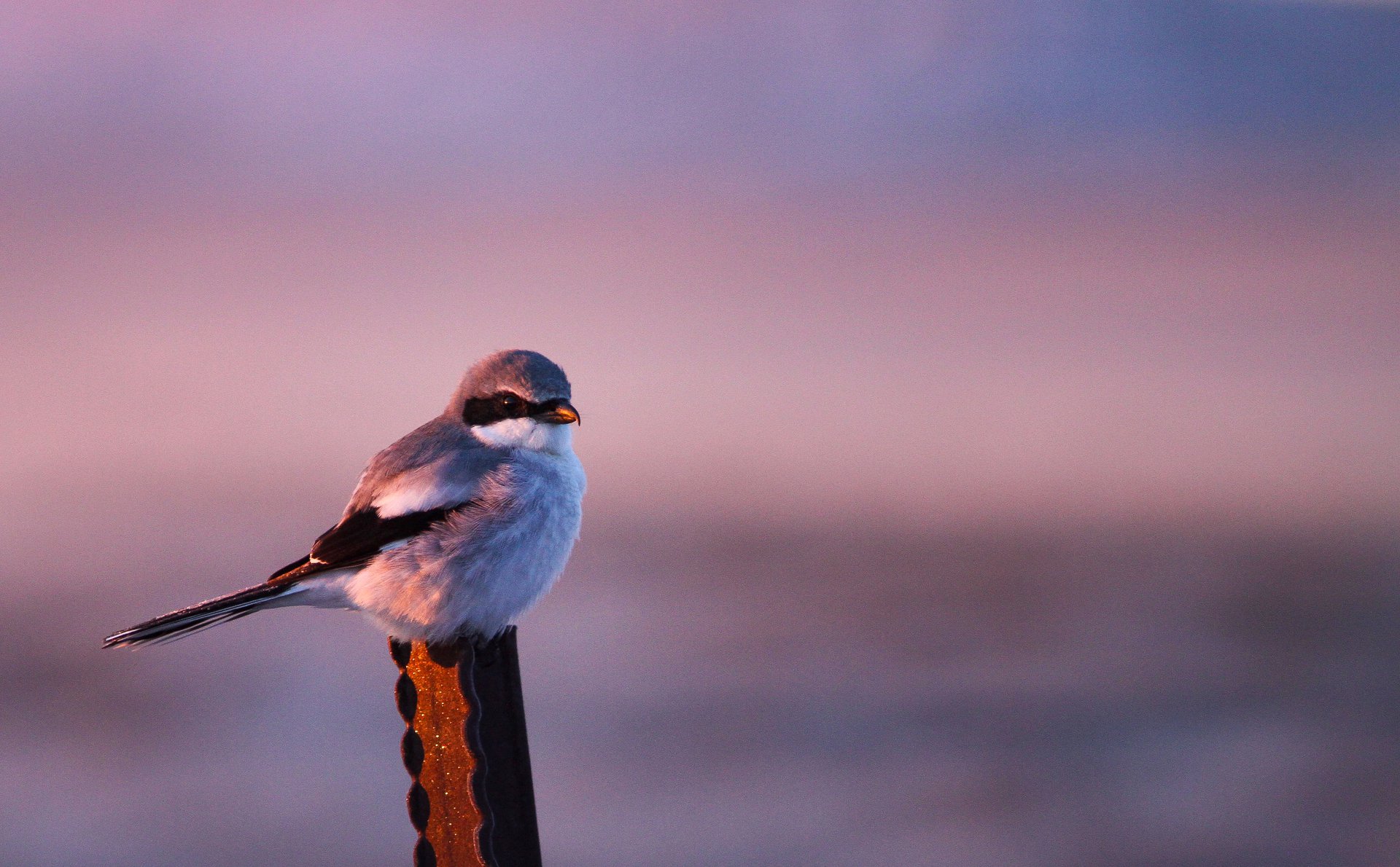 Loggerhead Shrike