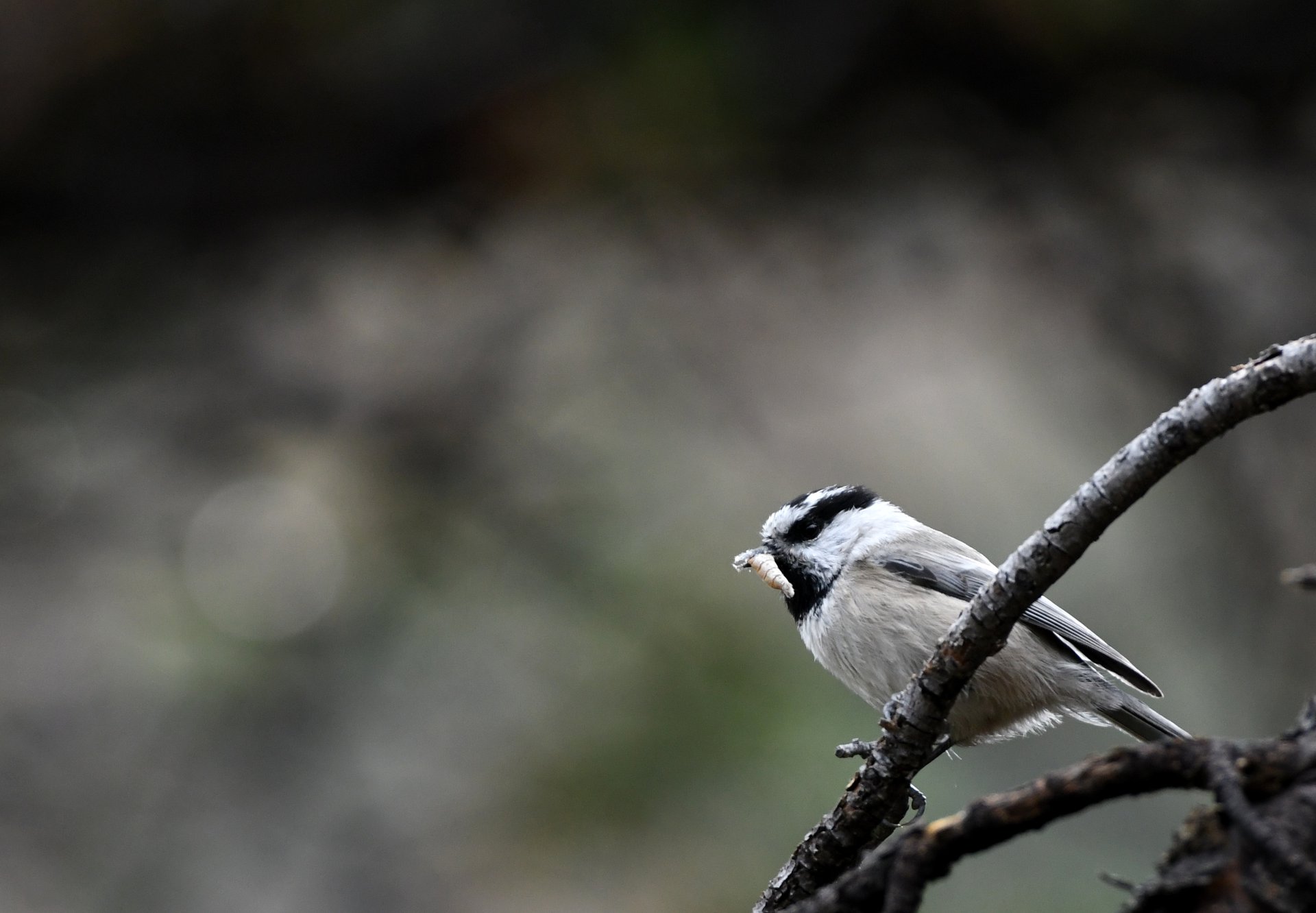 Mountain Chickadee