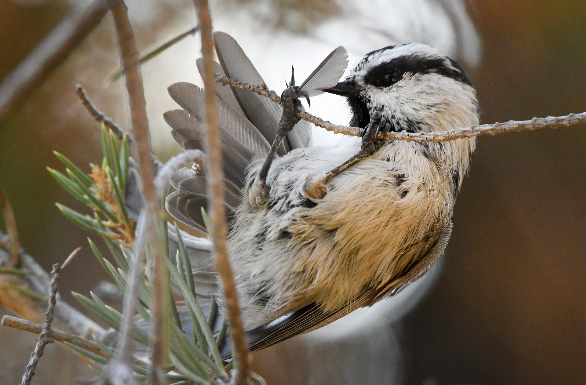 Mountain Chickadee