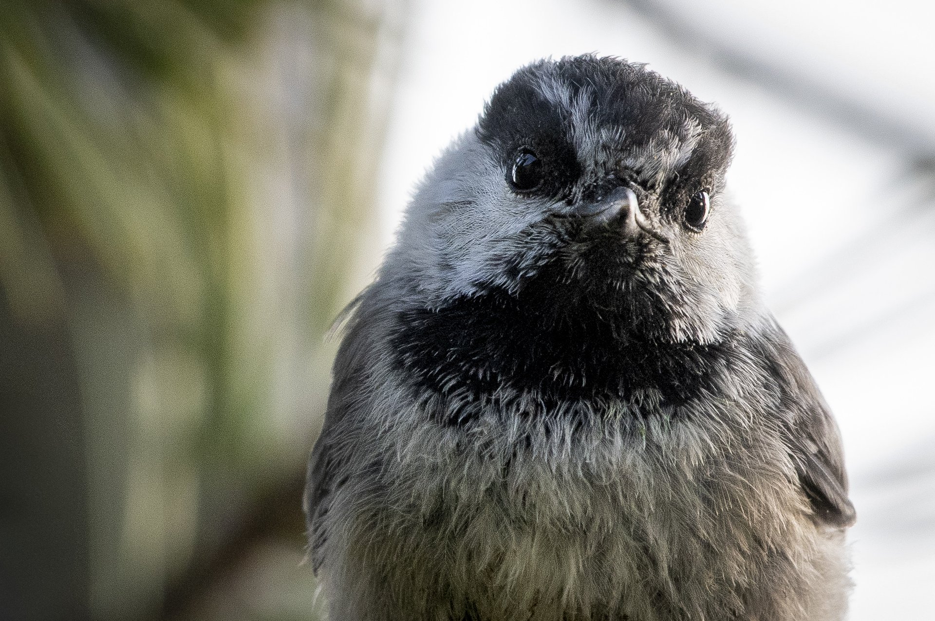 Mountain Chickadee