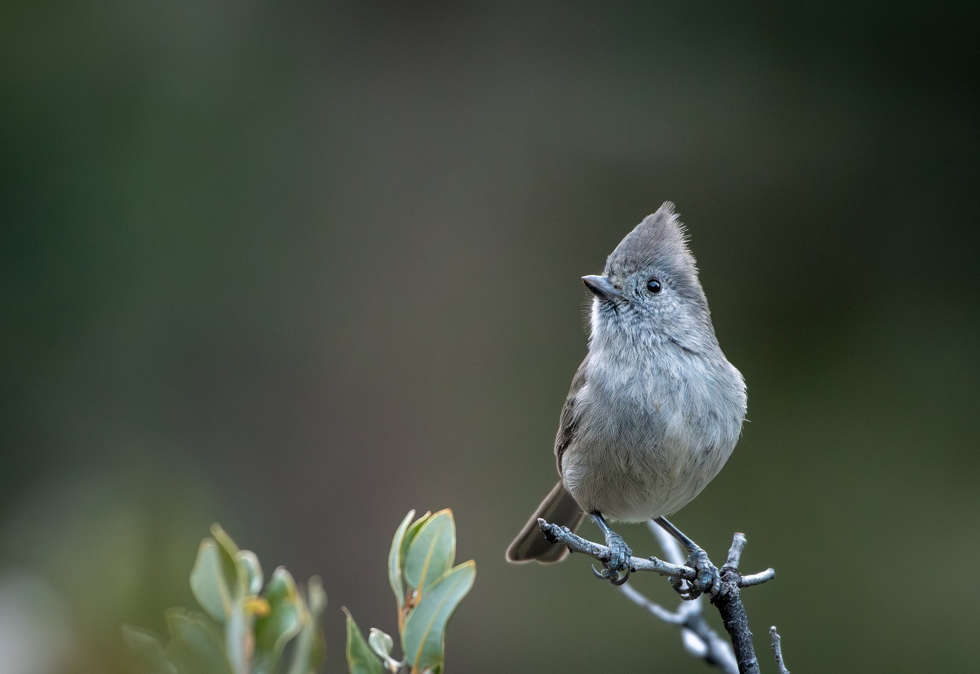 Oak Titmouse