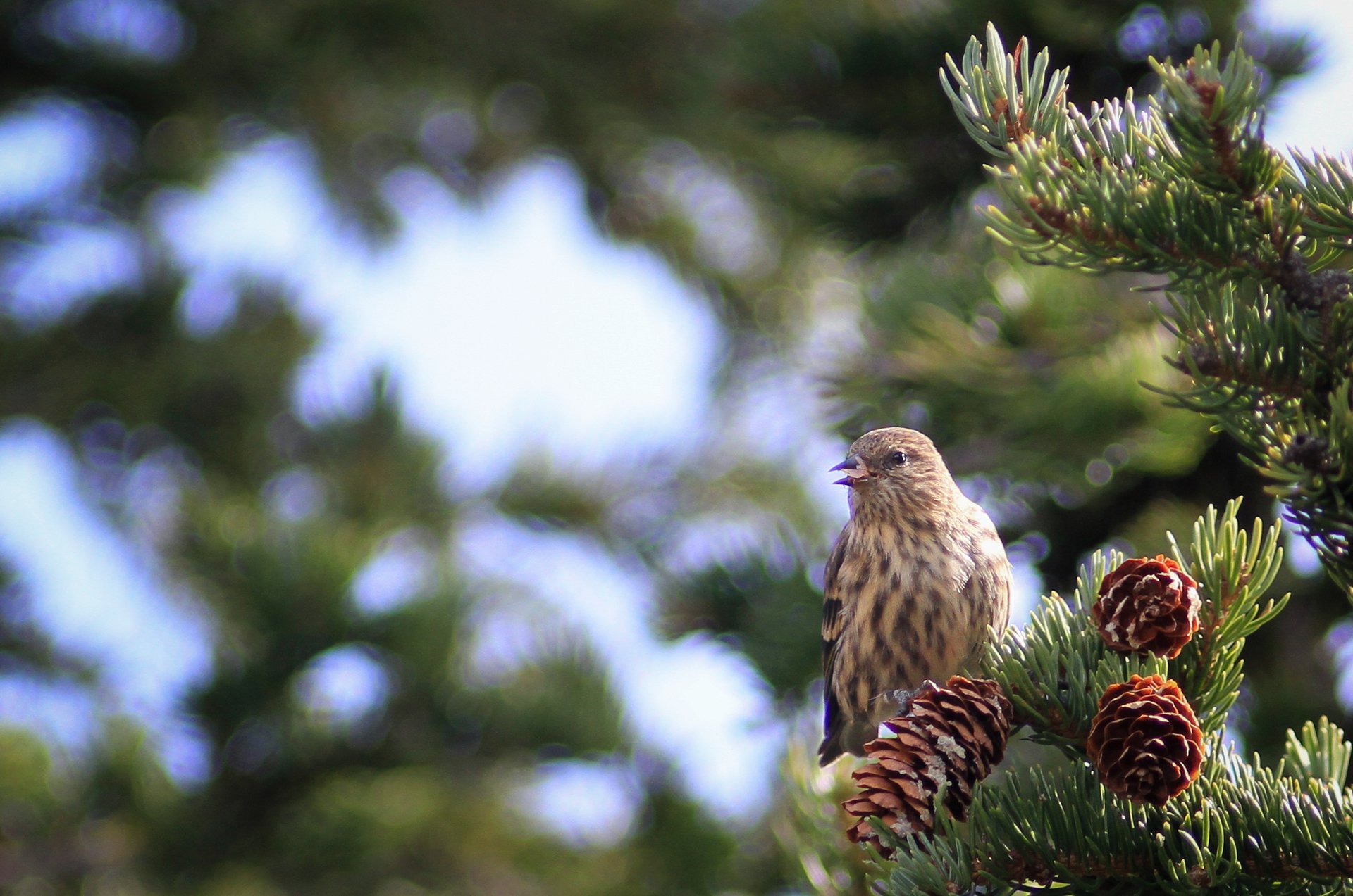 Pine Siskin
