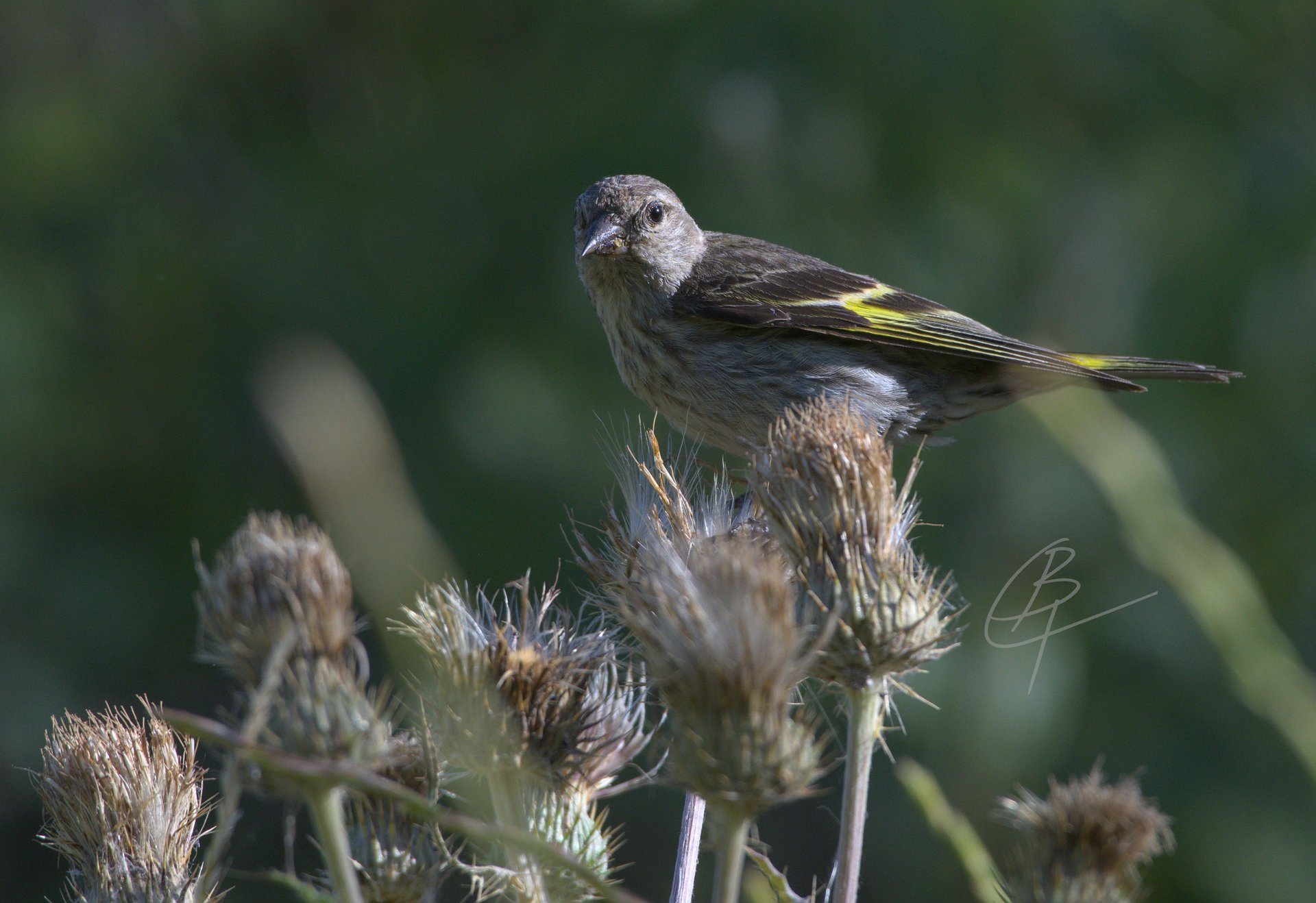 Pine Siskin