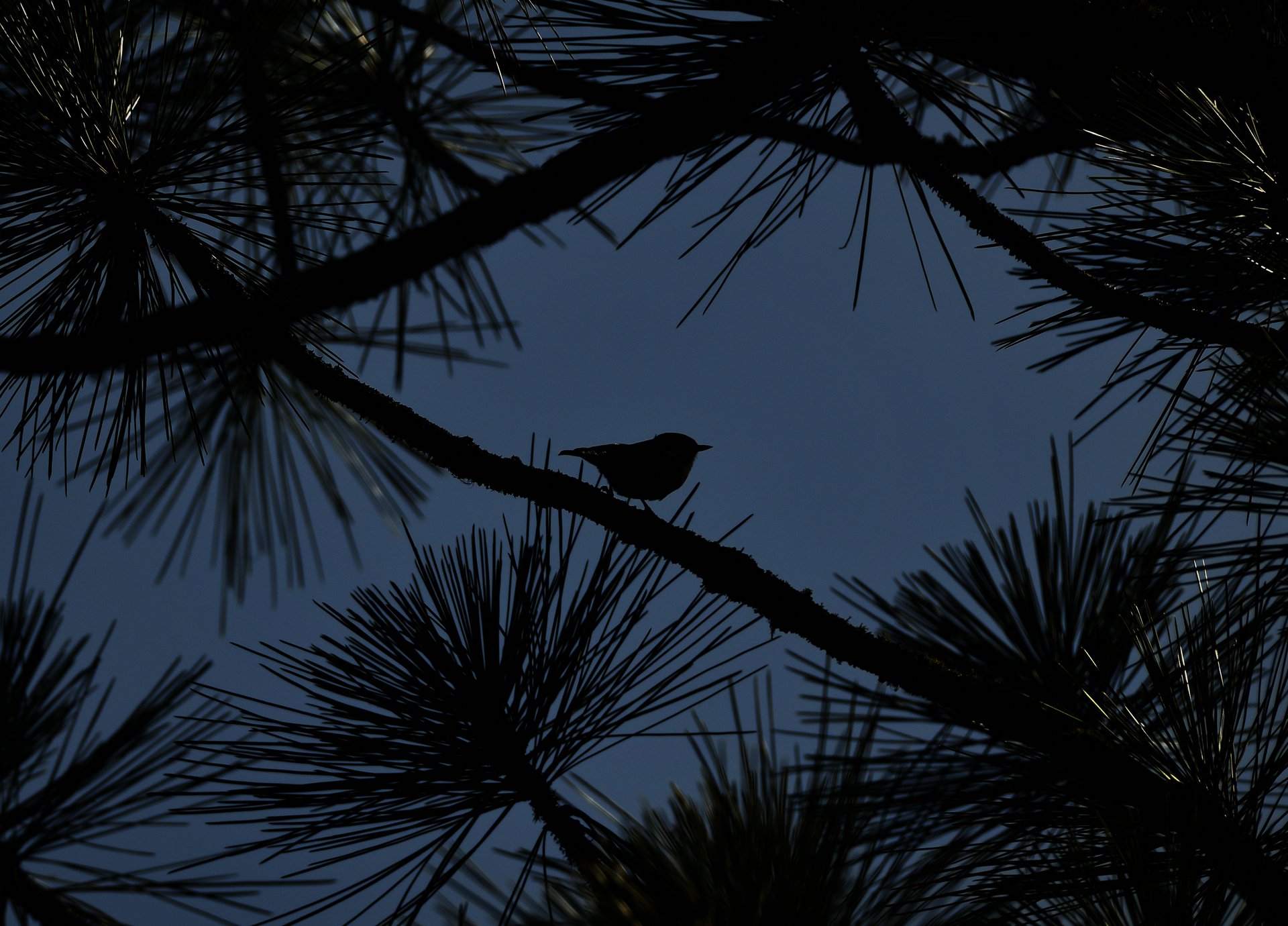 Pygmy Nuthatch