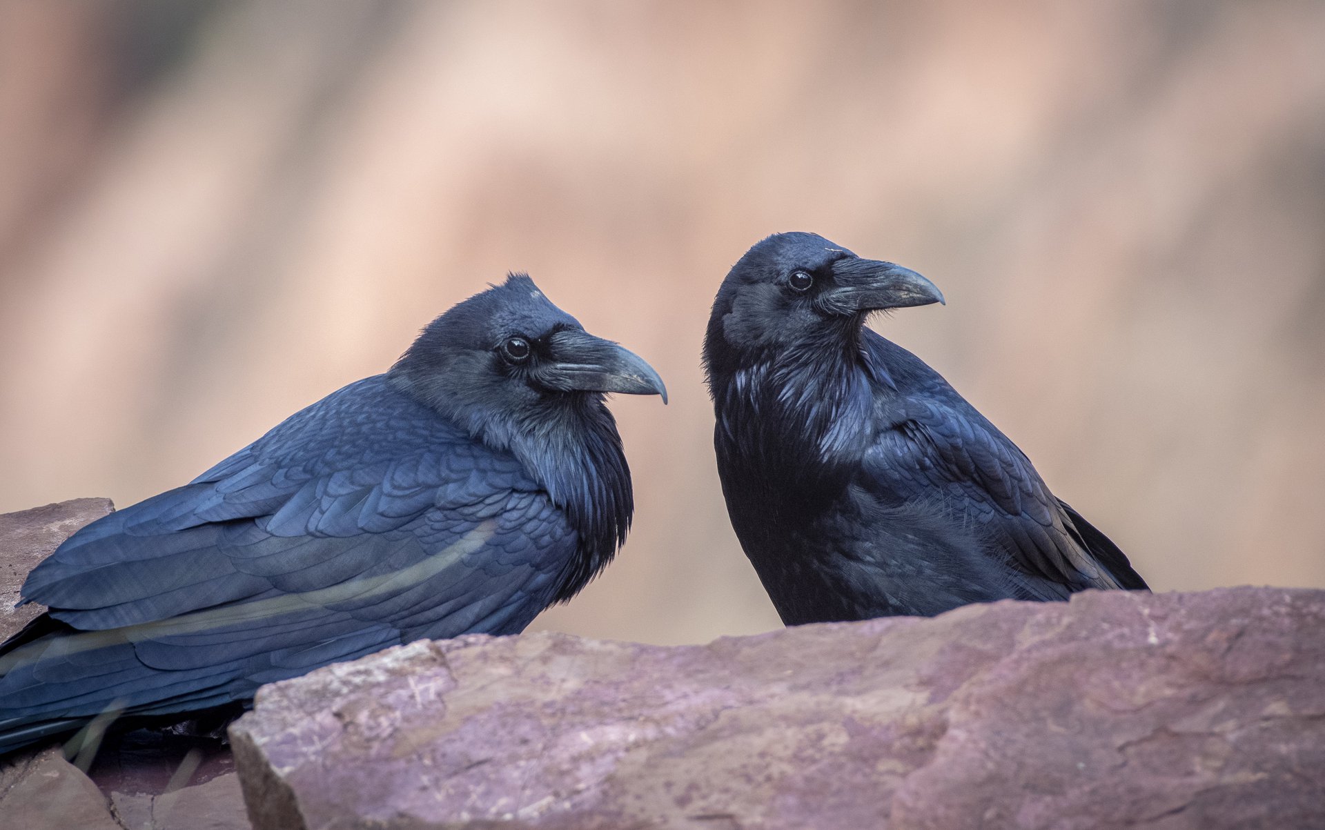 Ravens in cahoots