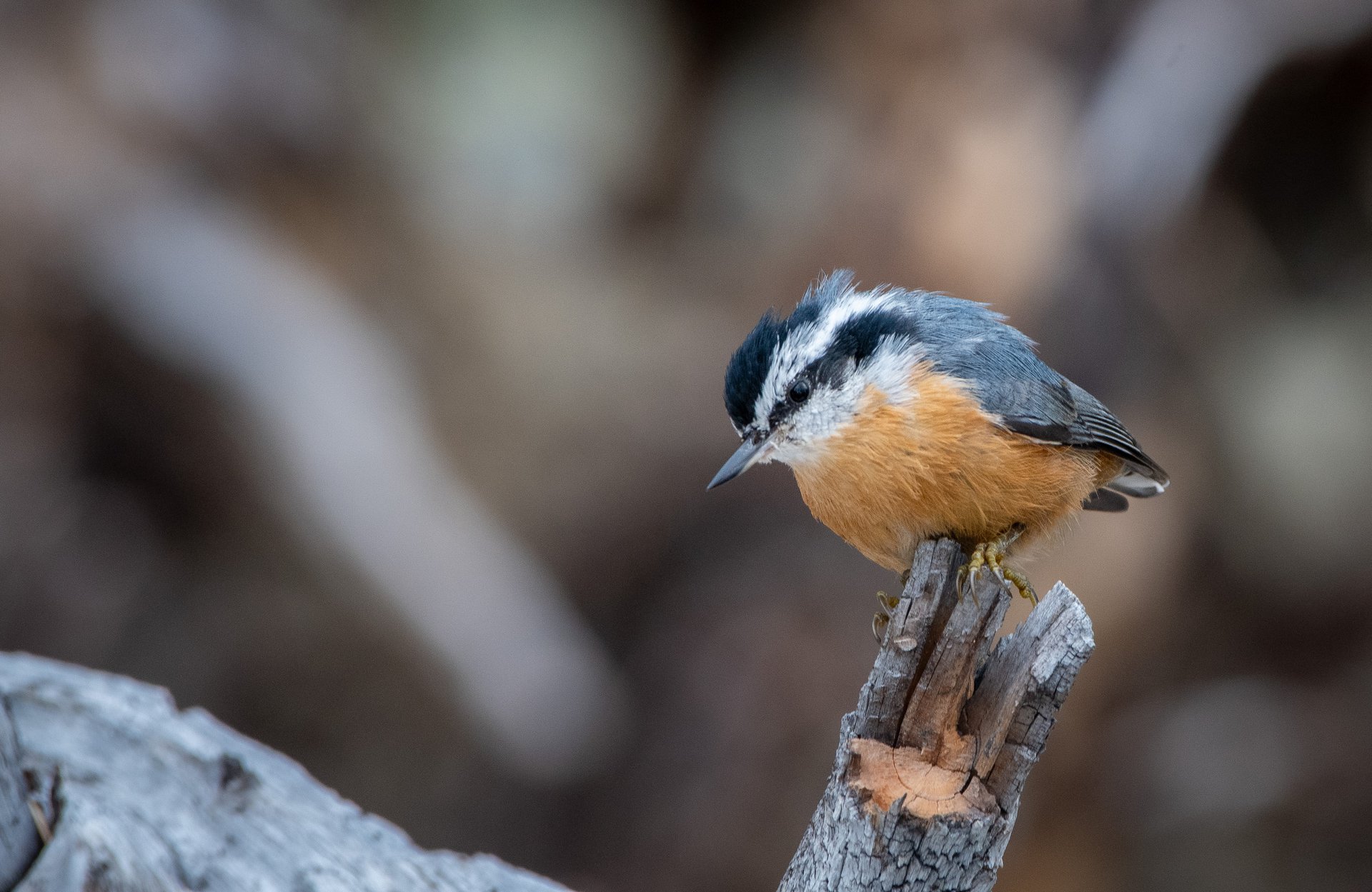 Red-breasted Nuthatch