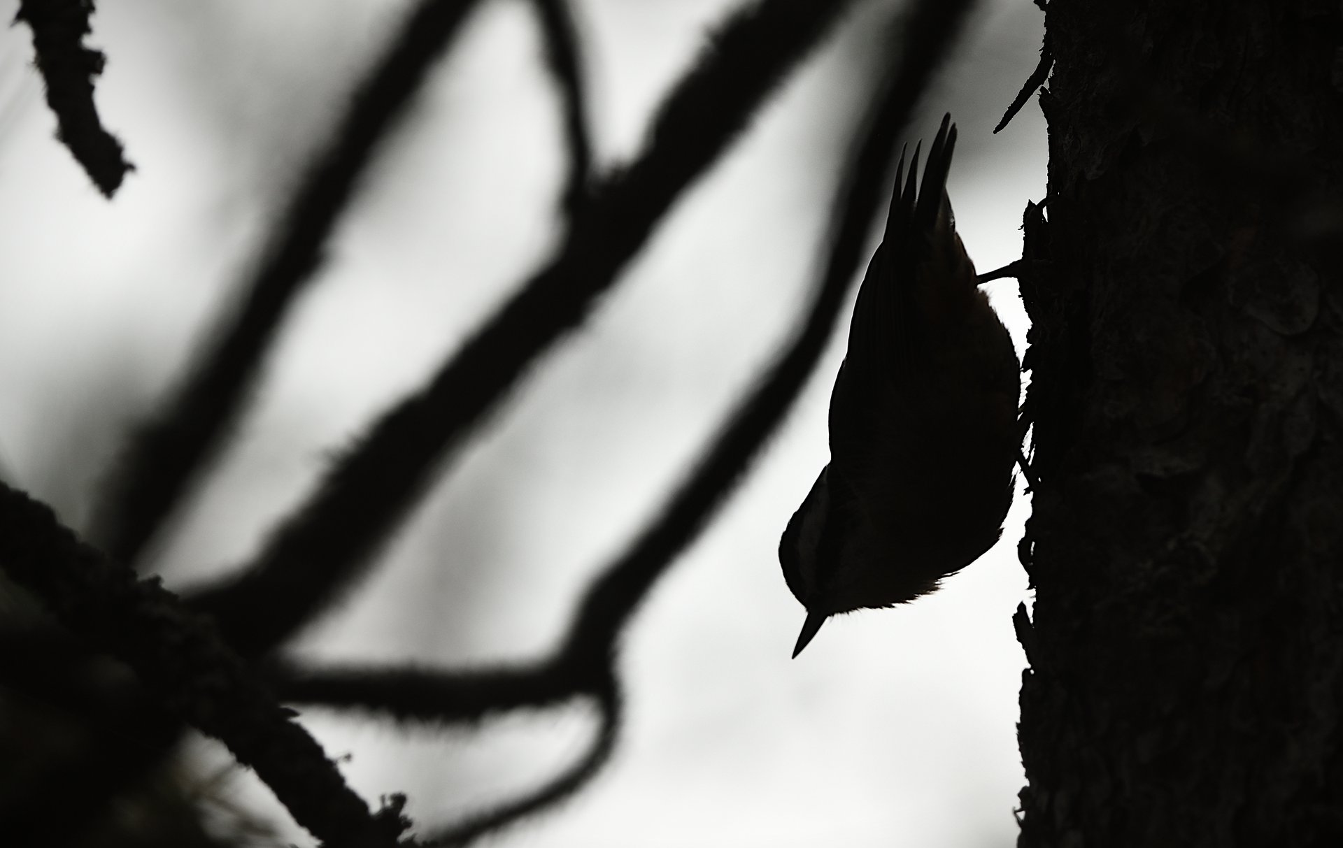 Red-breasted Nuthatch