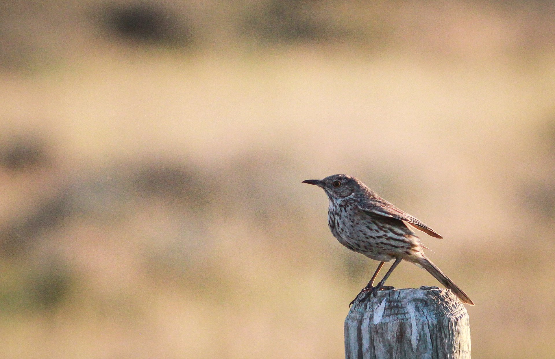 Sage Thrasher