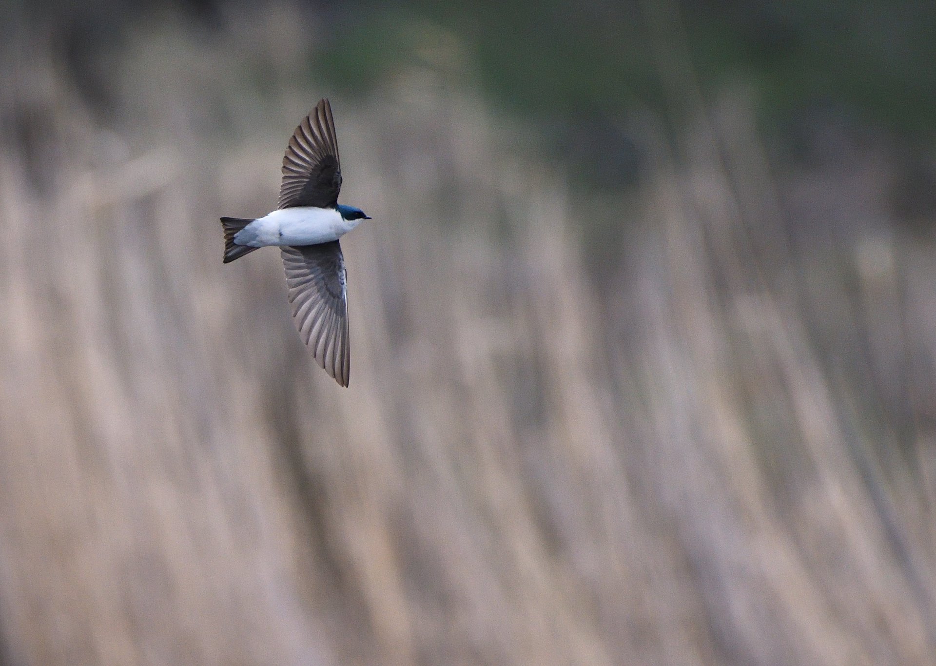 Tree Swallow