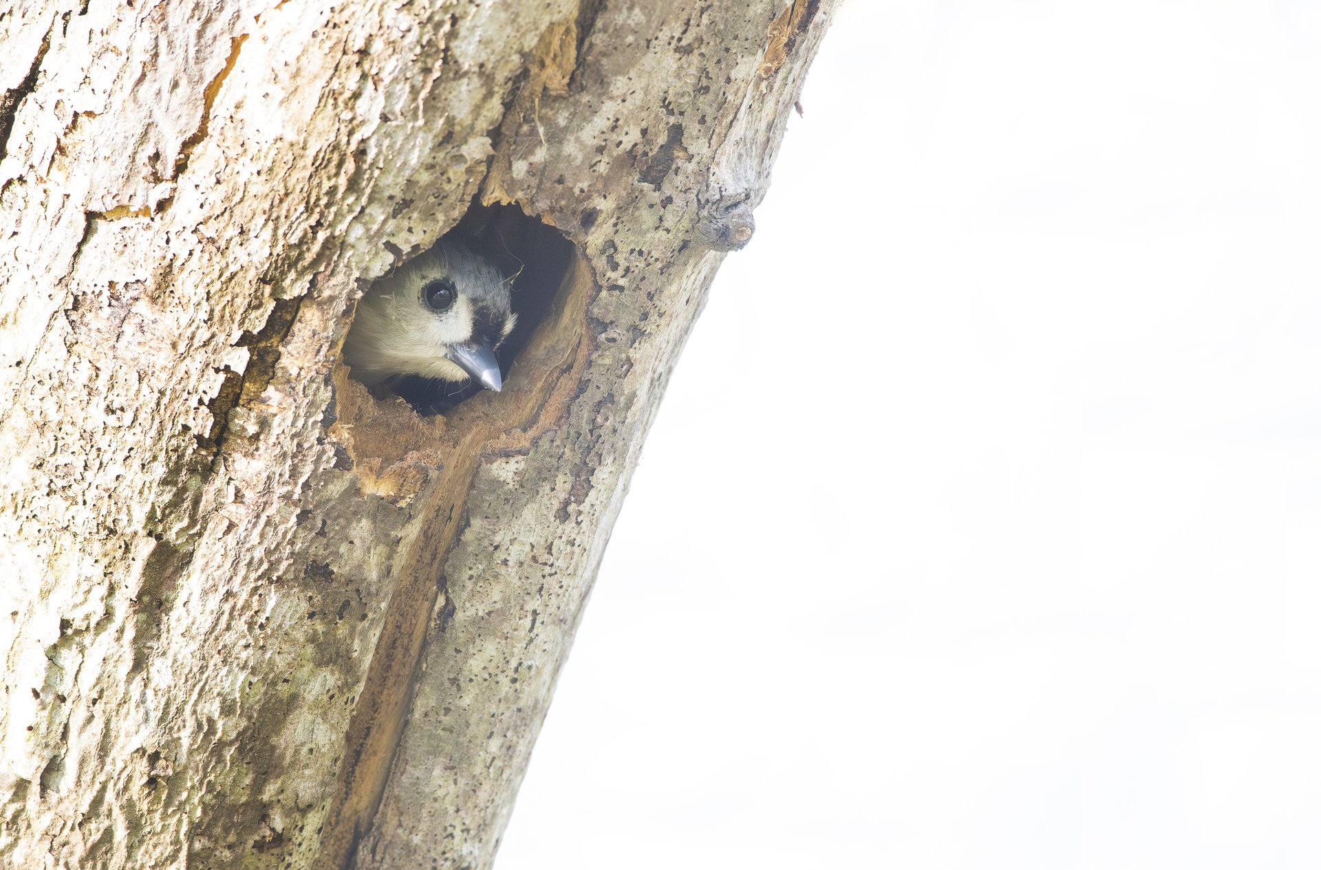 A tufted titmouse peers out of its nest May 4, 2024, in northern Connecticut